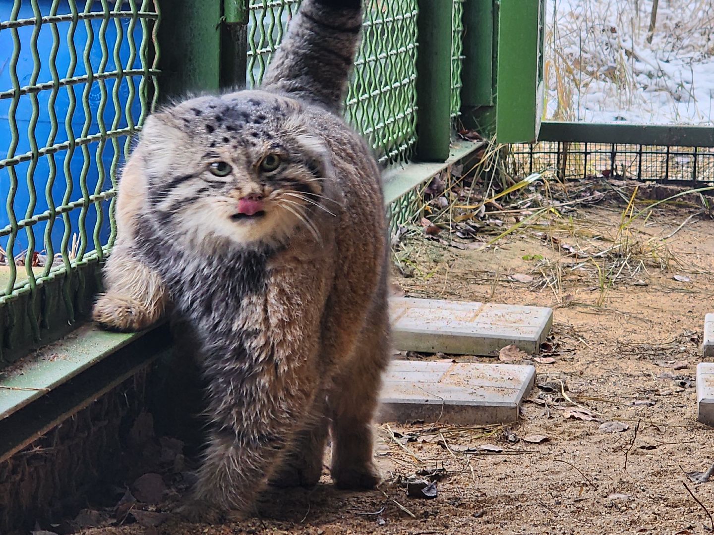 волоколамск, Манул, Зажировка,