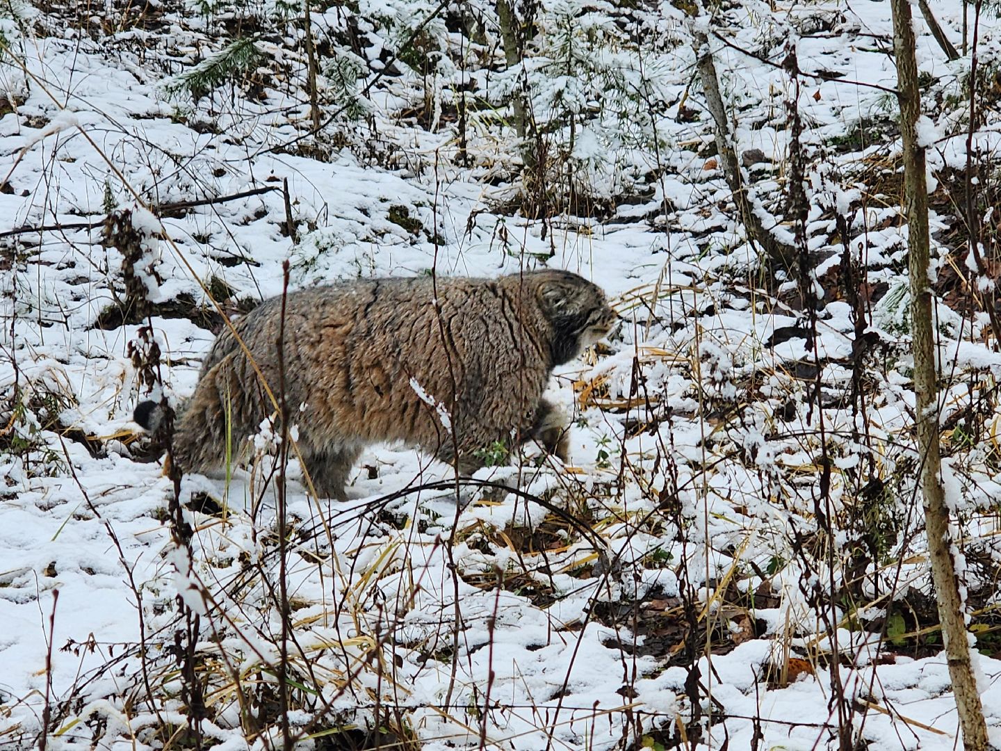 волоколамск, Манул, Зажировка,