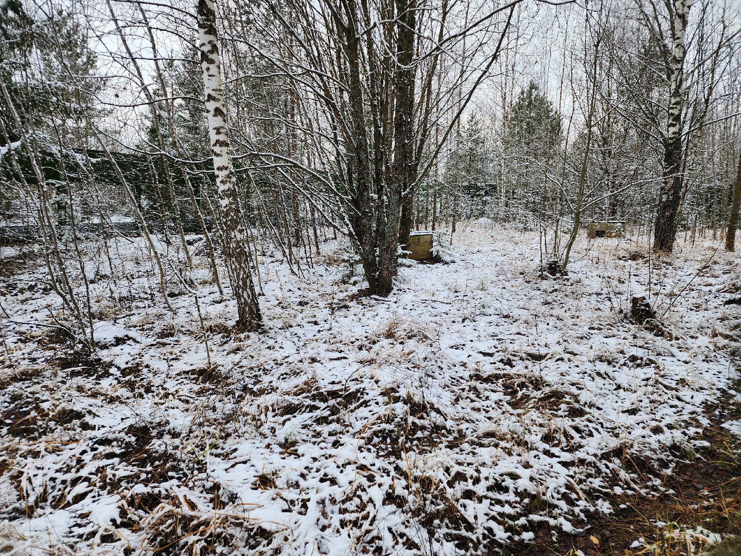 волоколамск, Манул, Зажировка,