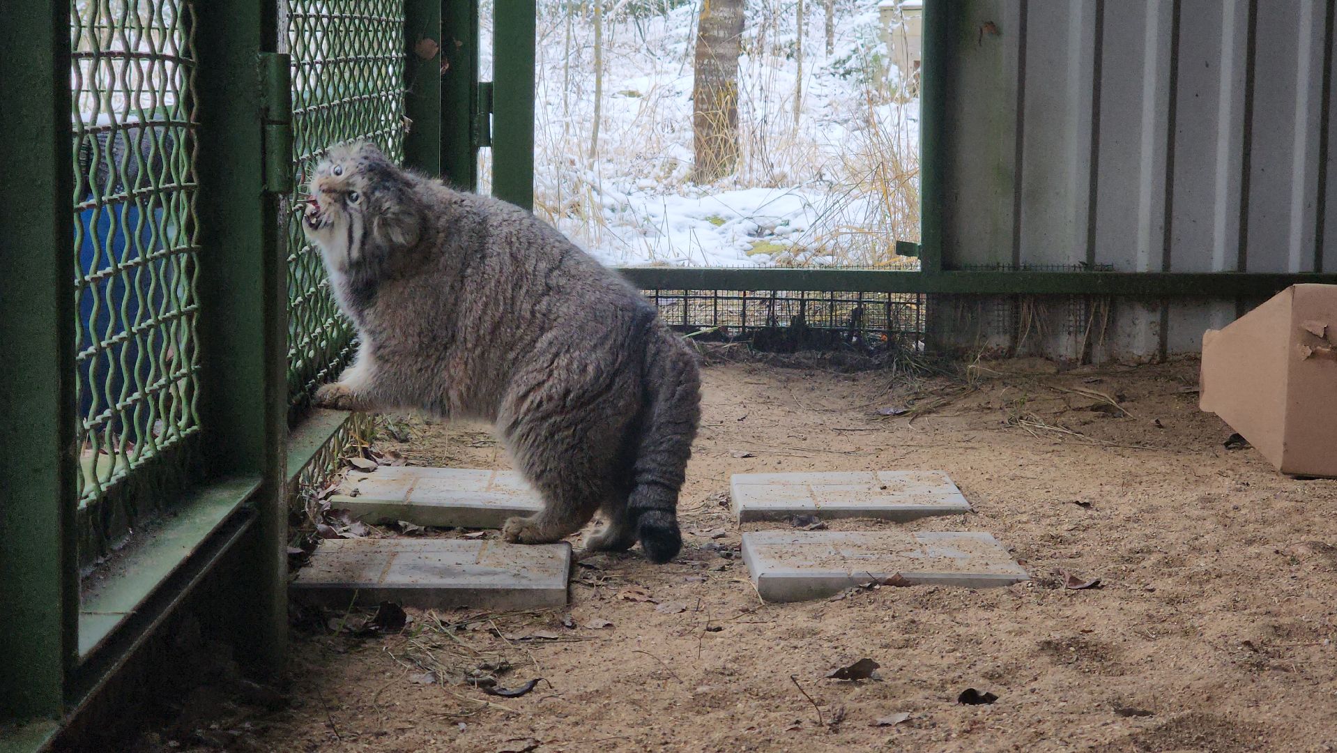 волоколамск, Манул, Зажировка,