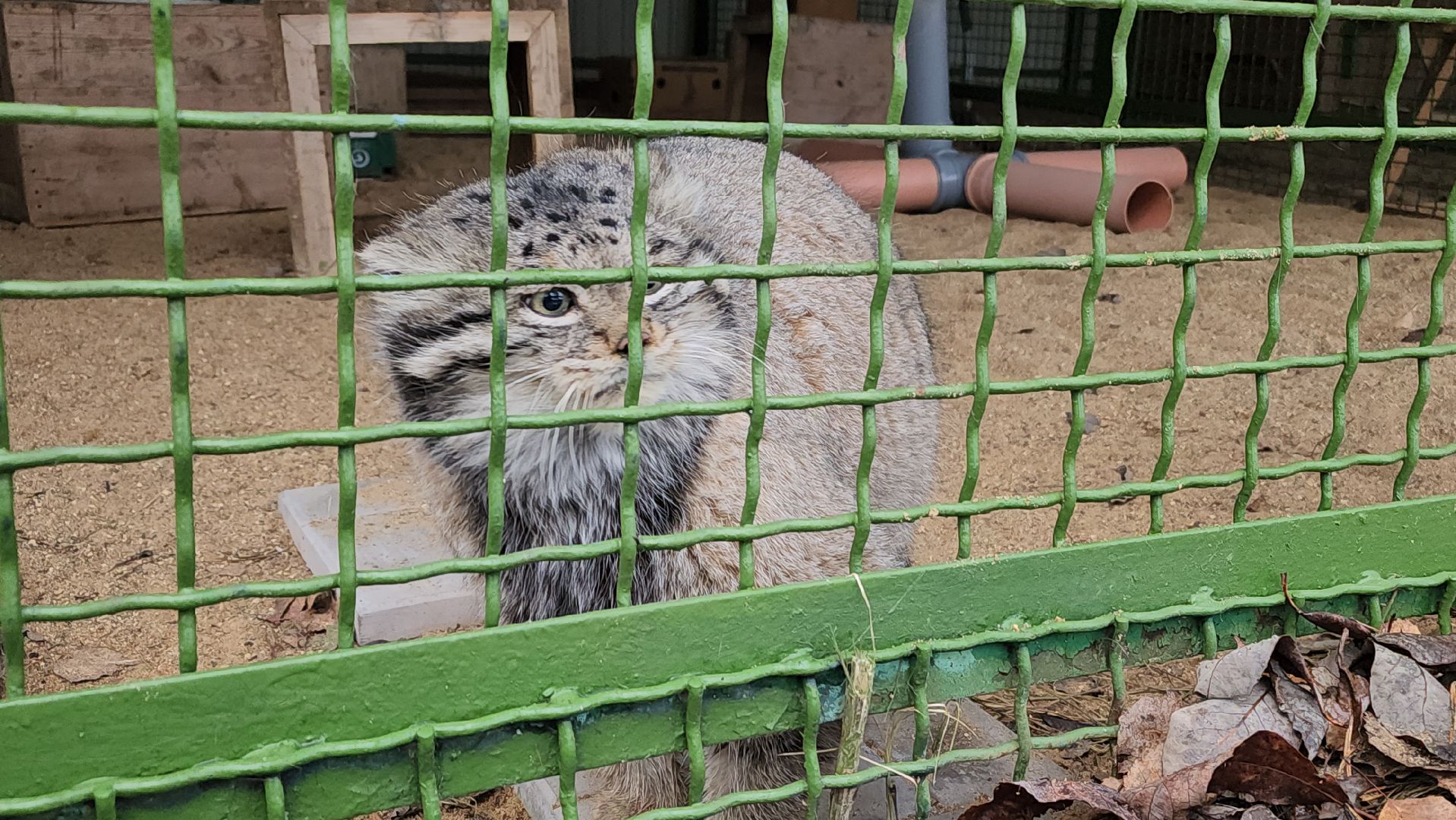 волоколамск, Манул, Зажировка,