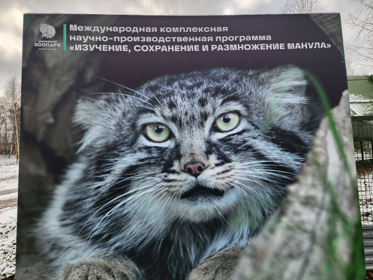 волоколамск, Манул, Зажировка,