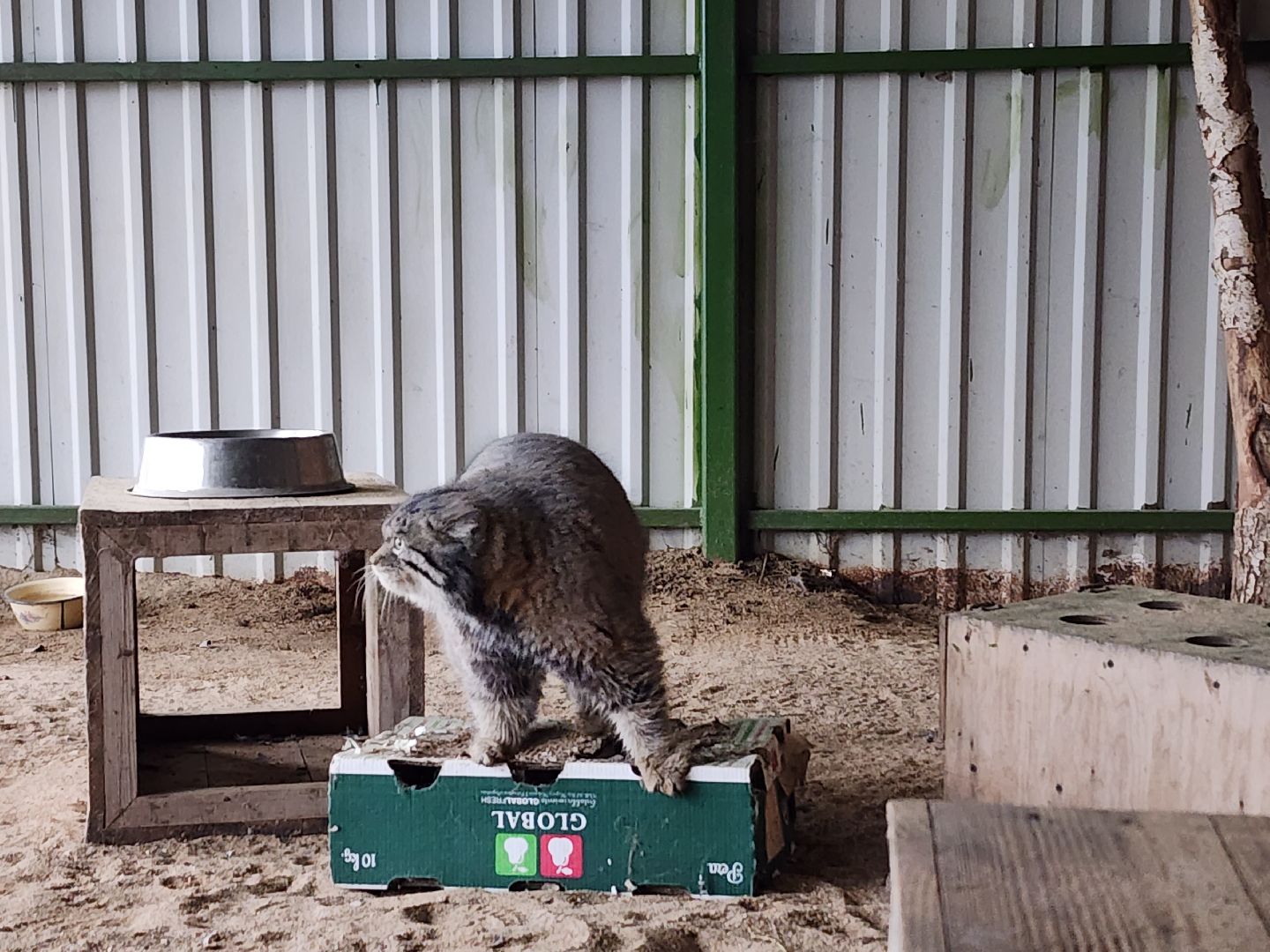 волоколамск, Манул, Зажировка,