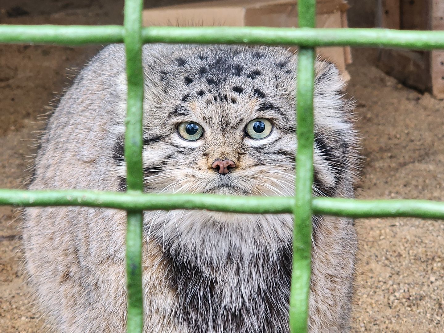 волоколамск, Манул, Зажировка,
