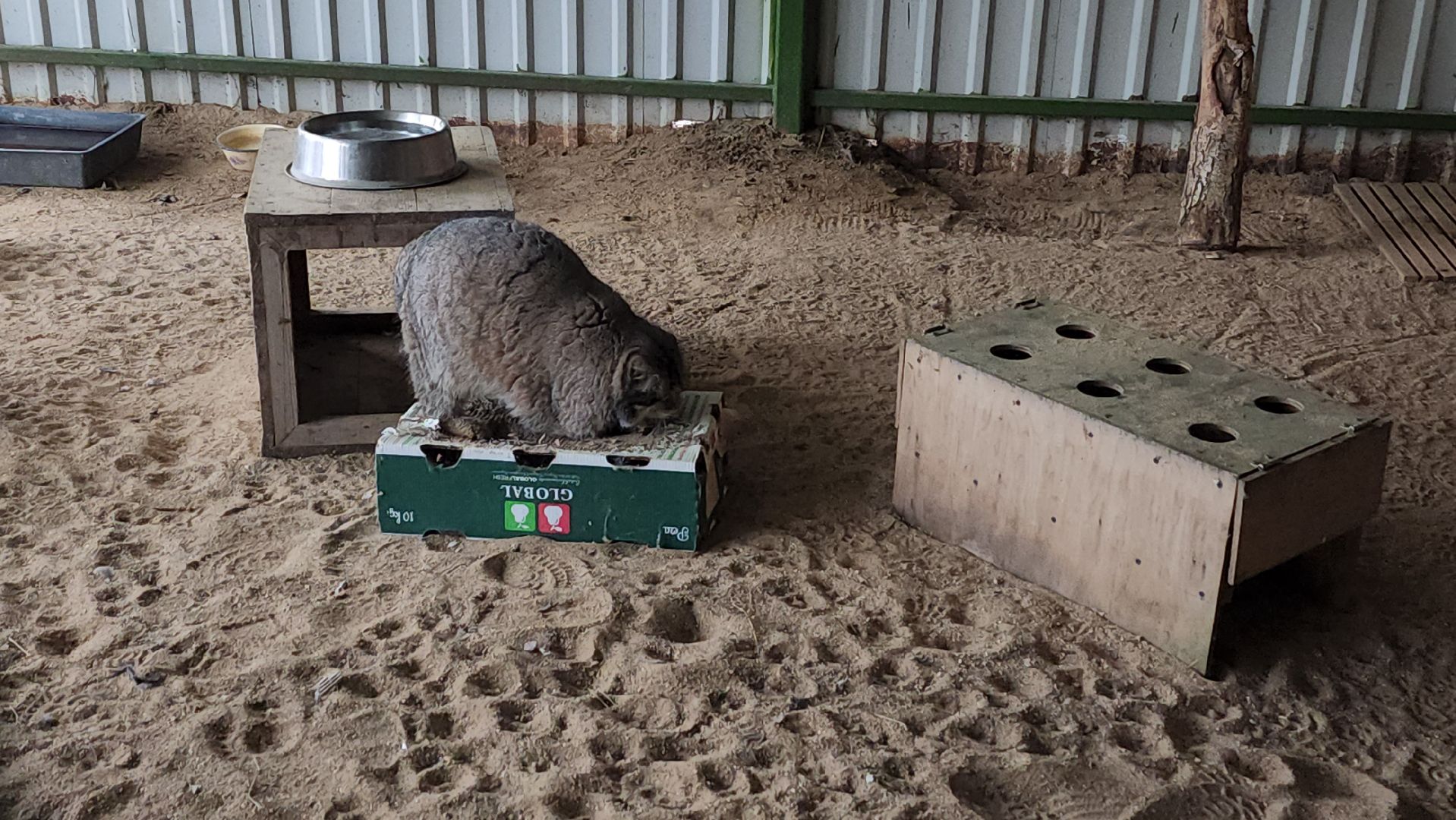 волоколамск, Манул, Зажировка,