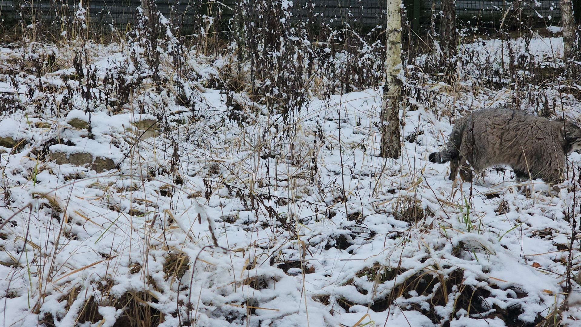 волоколамск, Манул, Зажировка,