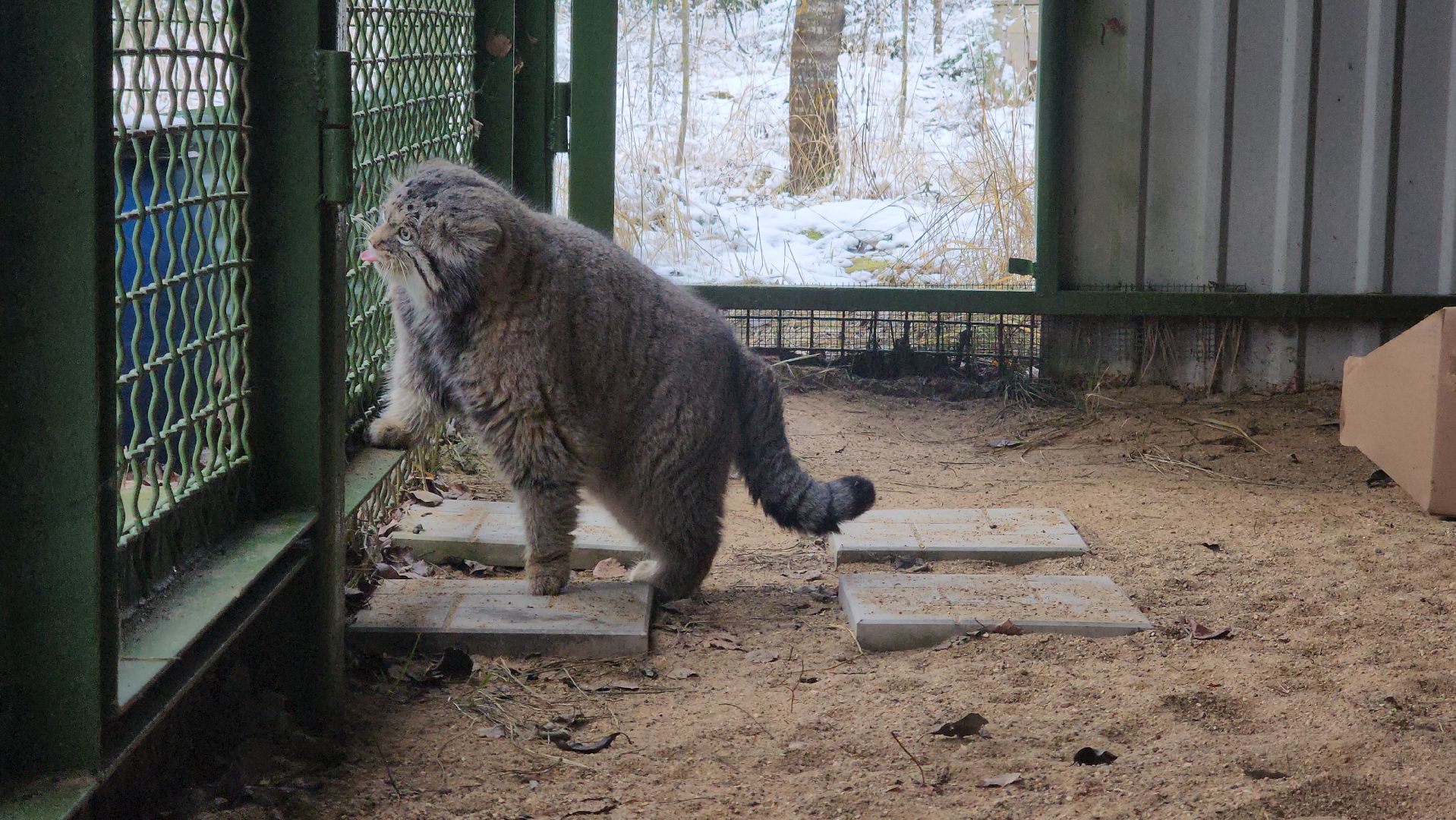 волоколамск, Манул, Зажировка,