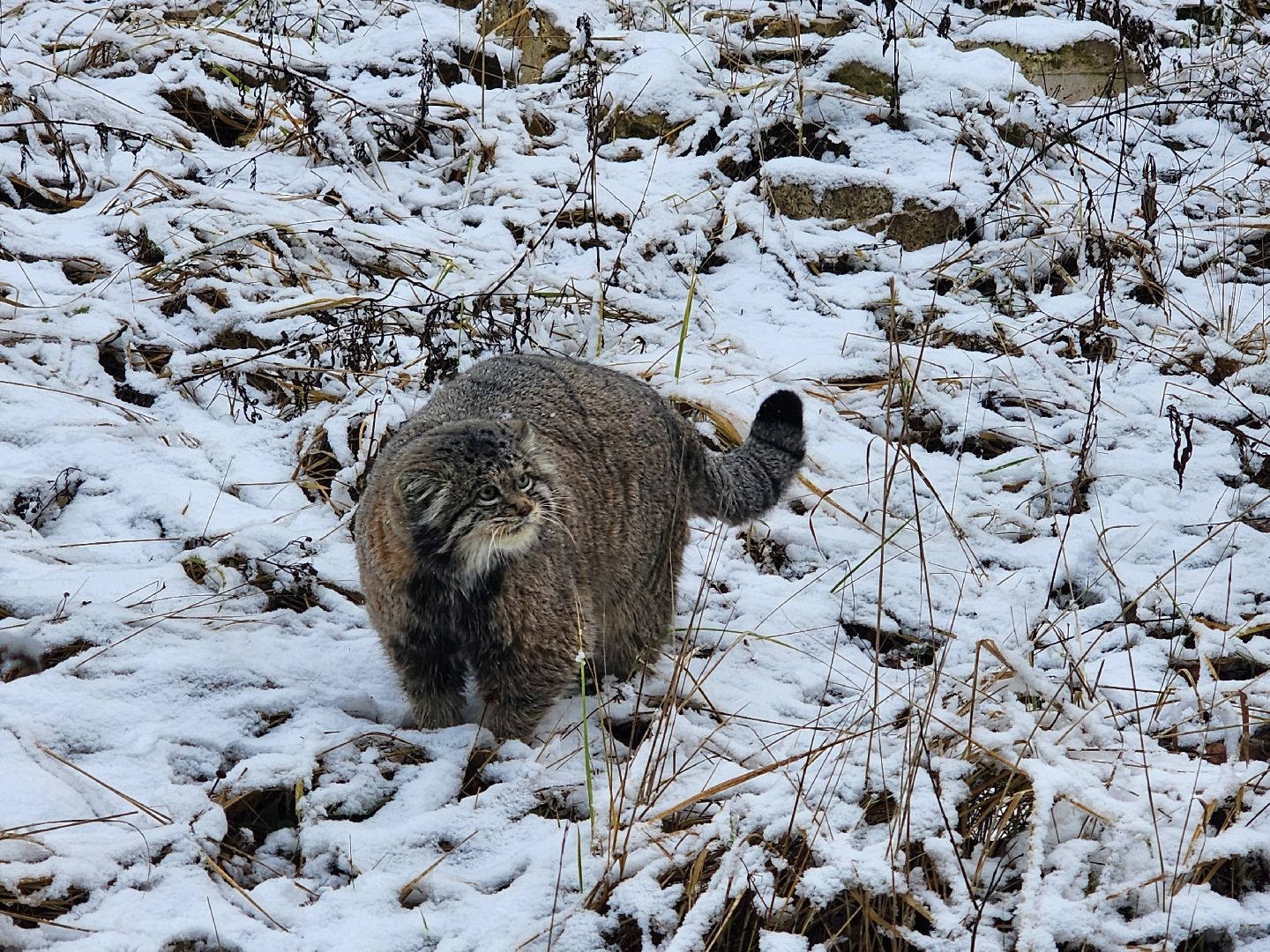 волоколамск, Манул, Зажировка,