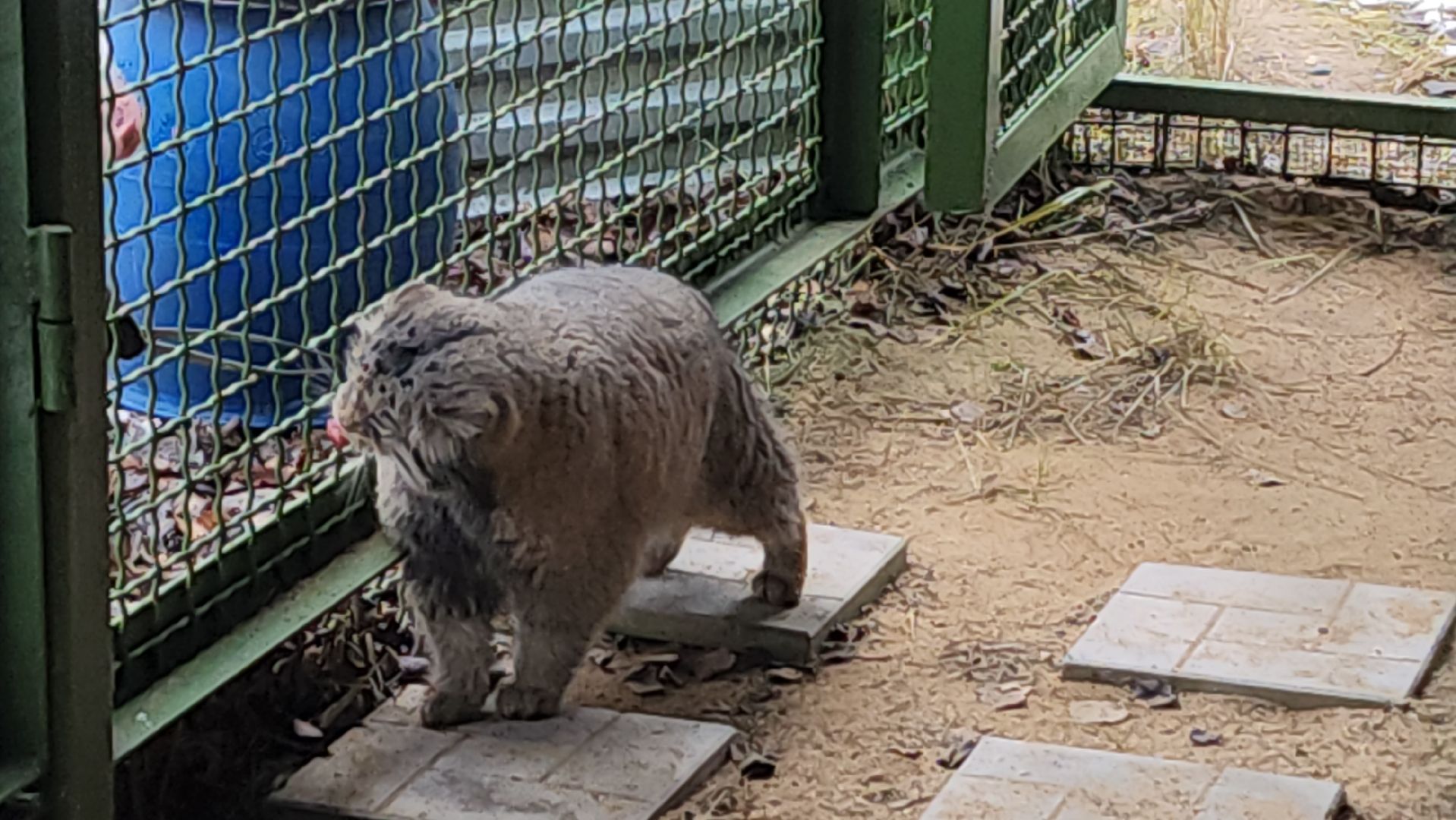 волоколамск, Манул, Зажировка,