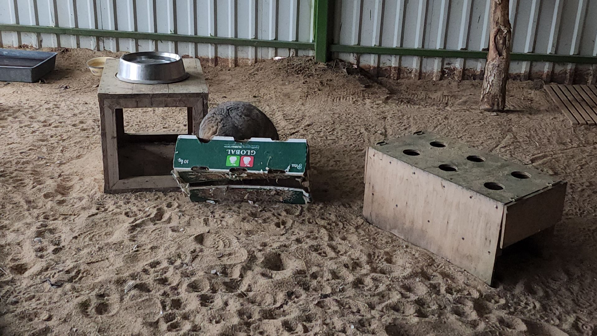 волоколамск, Манул, Зажировка,