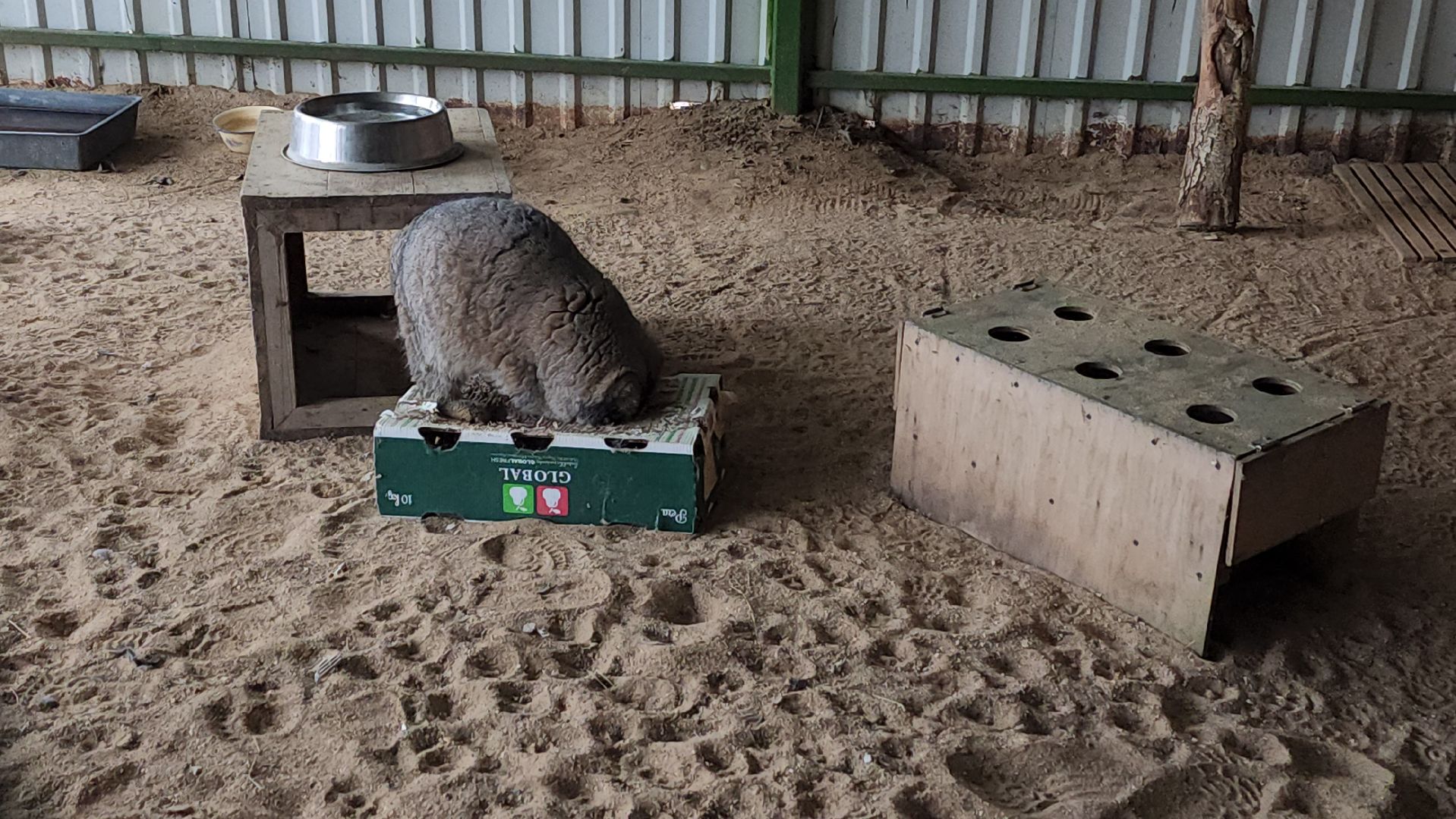волоколамск, Манул, Зажировка,