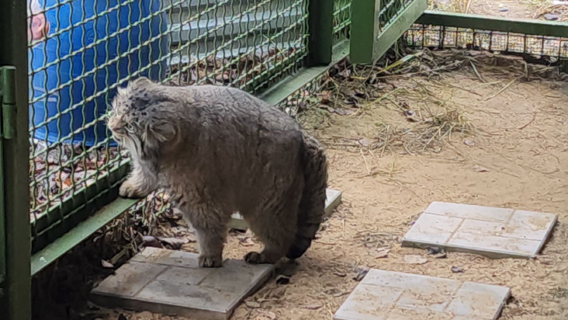 волоколамск, Манул, Зажировка,