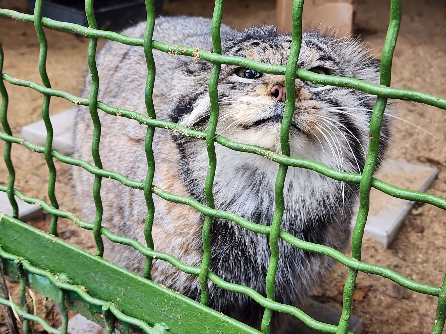 волоколамск, Манул, Зажировка,