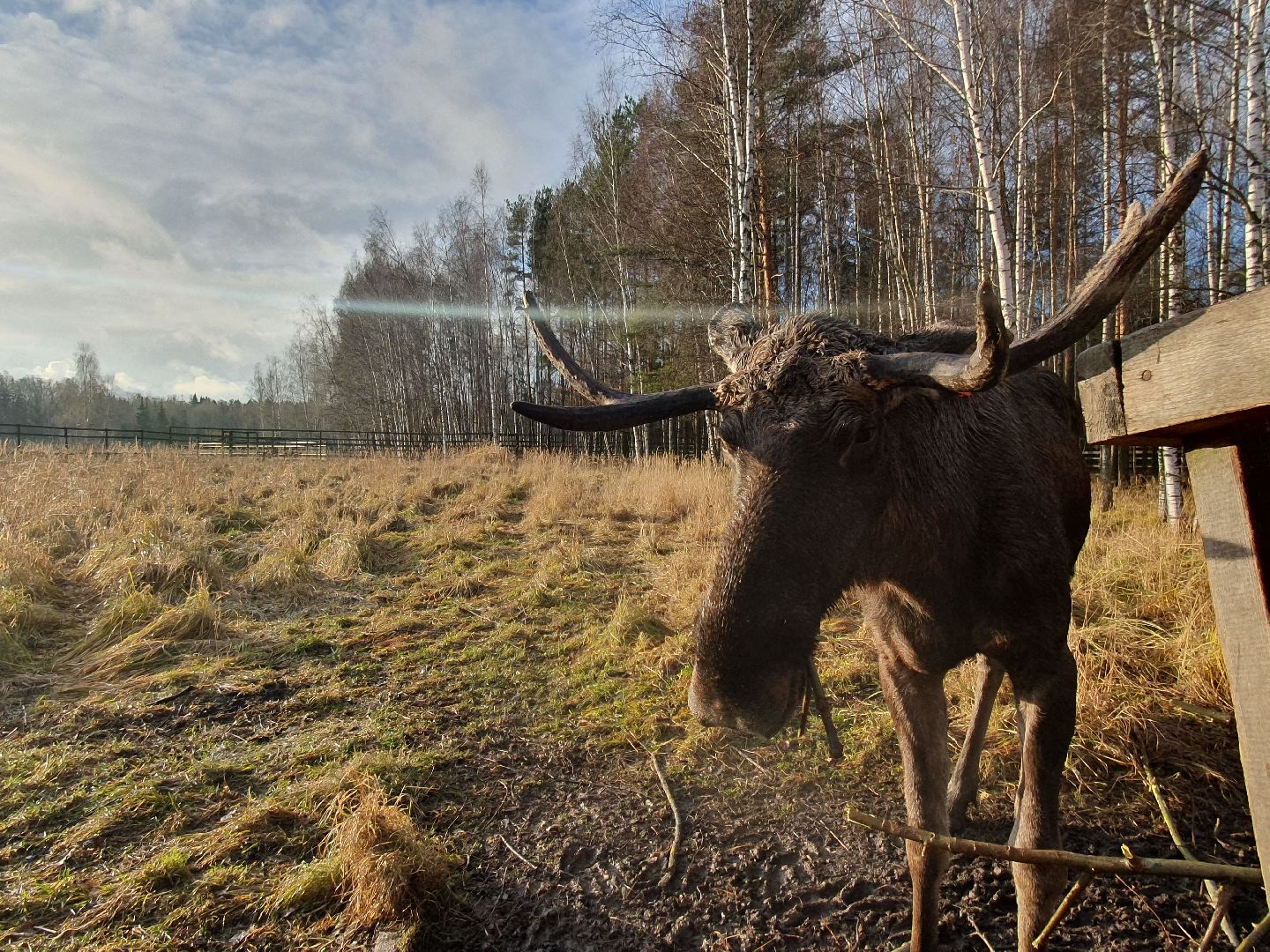 вертикалки, лосиный остров,