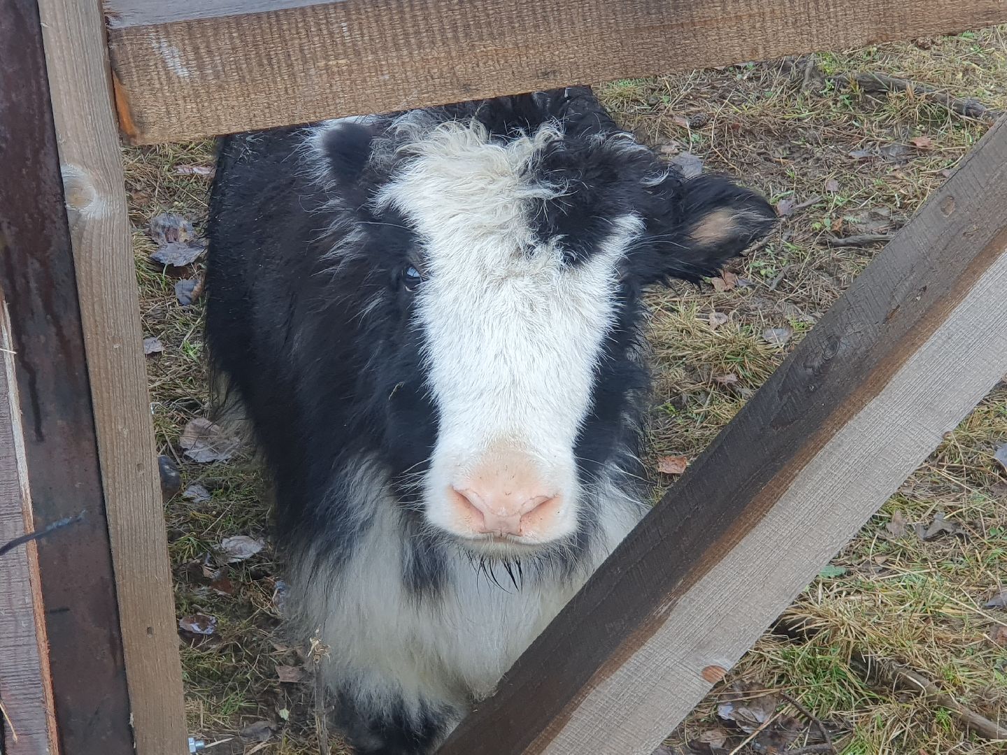 вертикалки, лосиный остров,