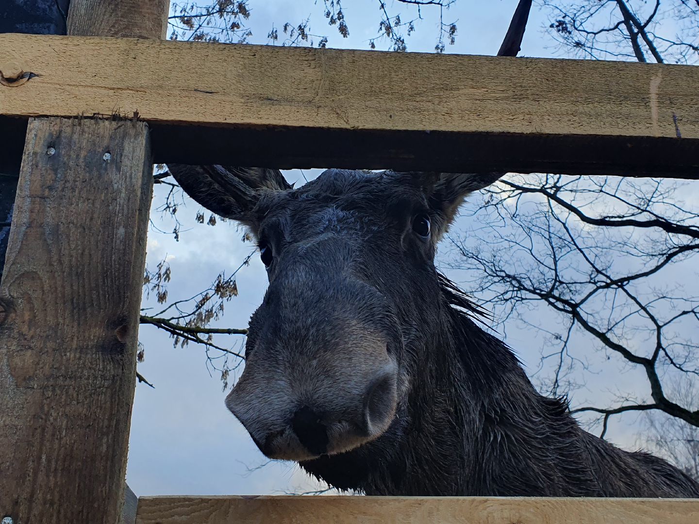 вертикалки, лосиный остров,