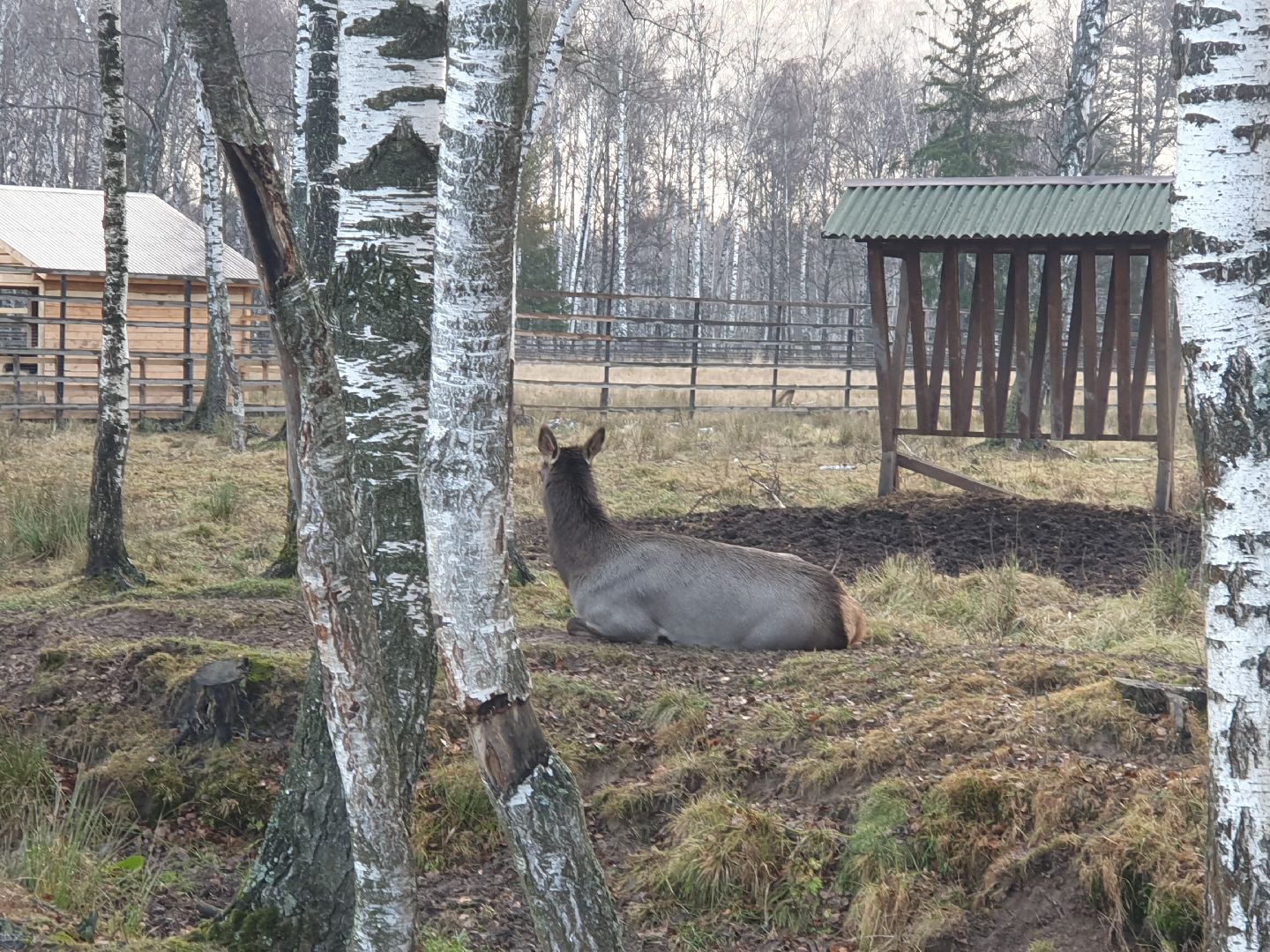 вертикалки, лосиный остров,