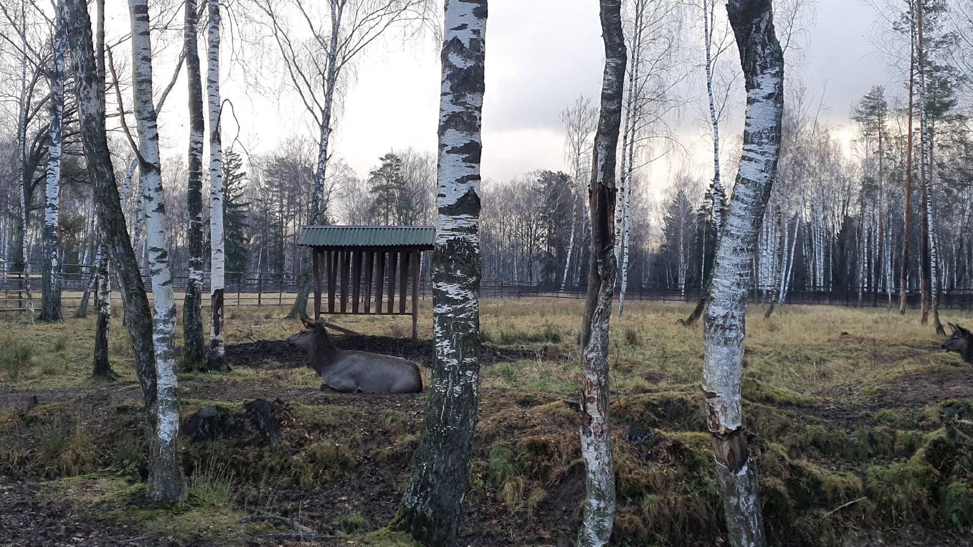 вертикалки, лосиный остров,