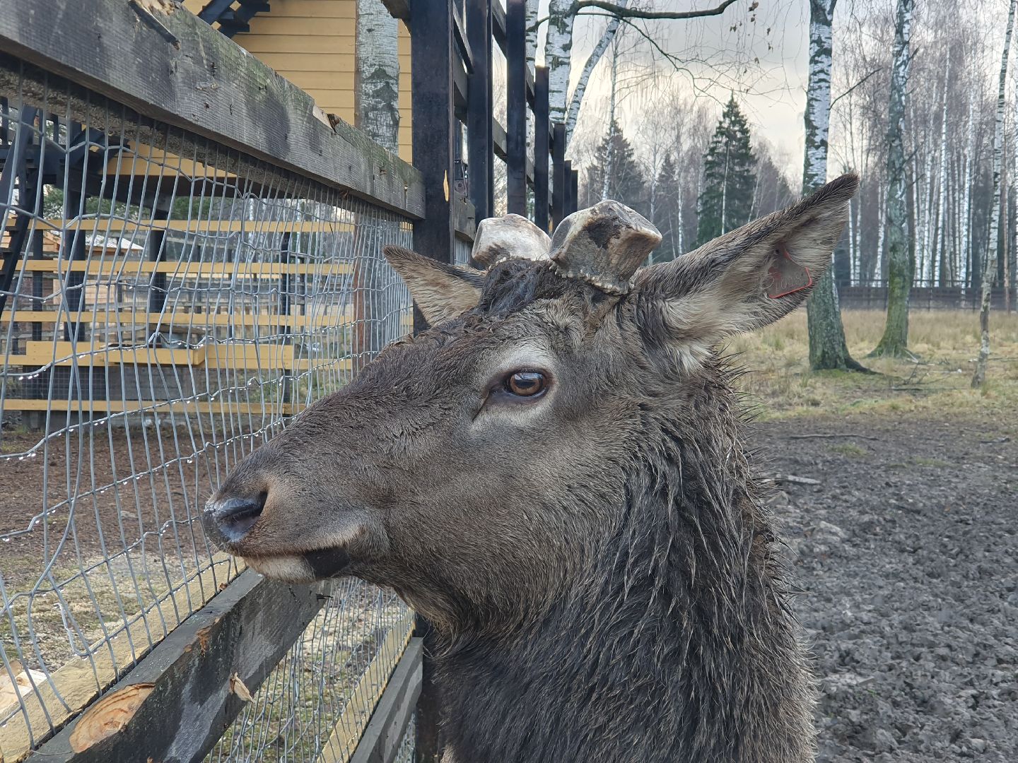вертикалки, лосиный остров,