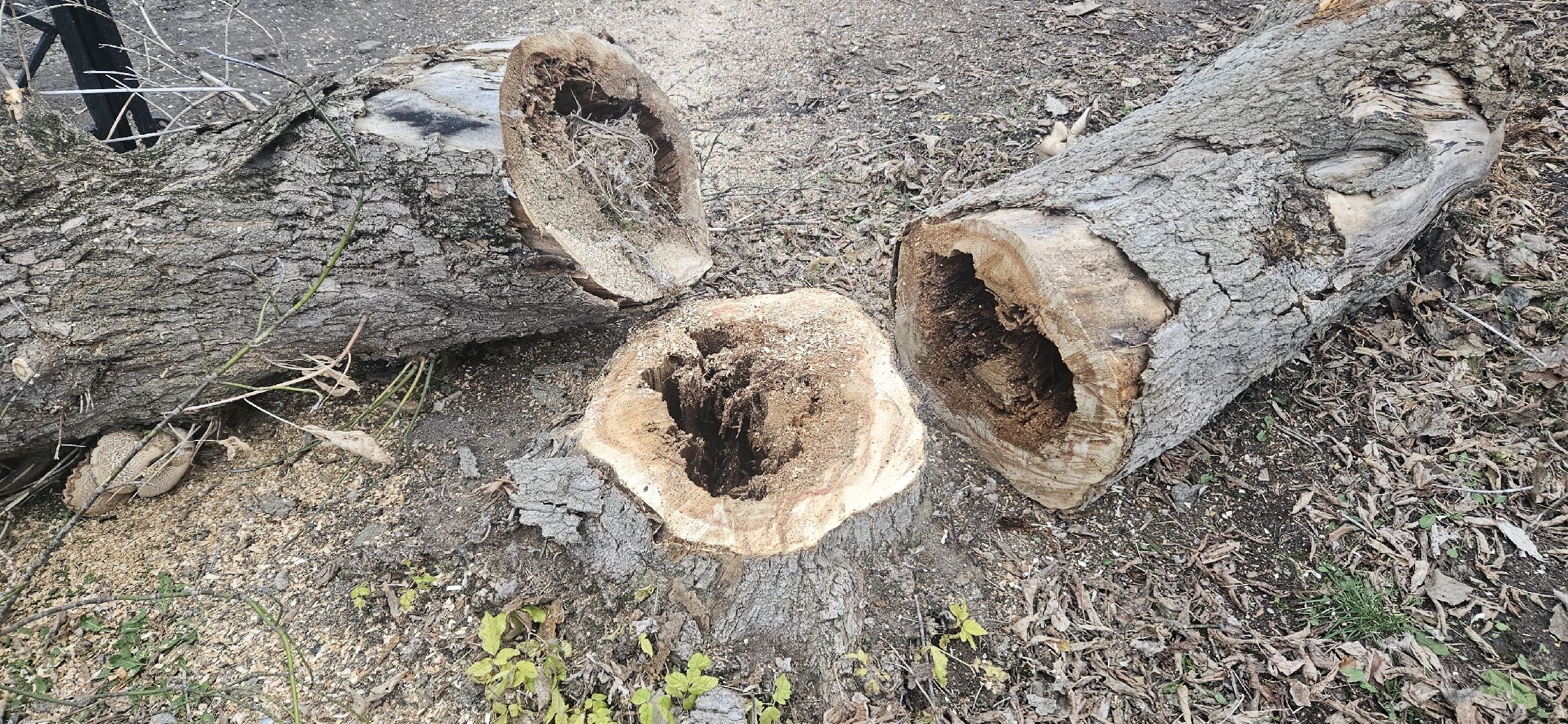коммунальное хозяйство, аварийные деревья, жуковский,