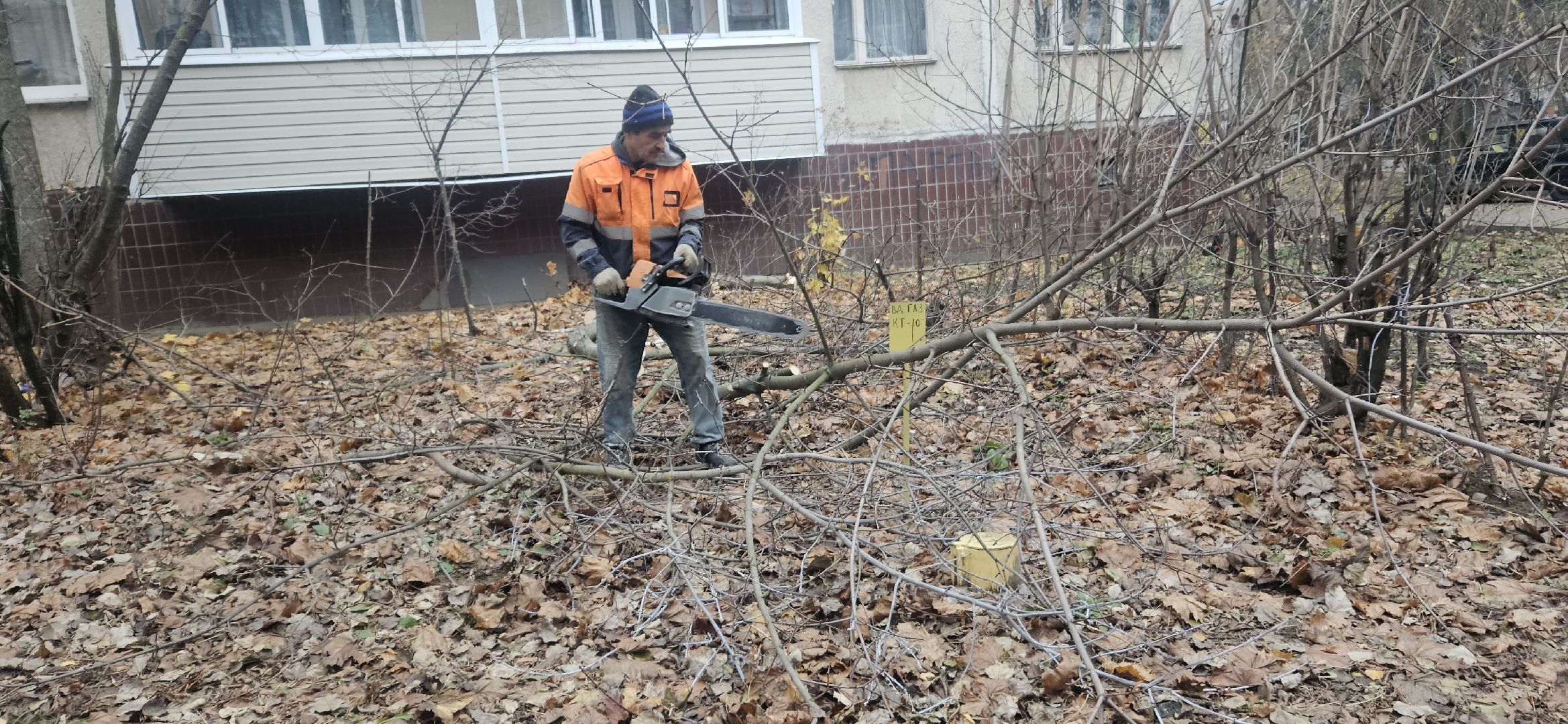 коммунальное хозяйство, аварийные деревья, жуковский,