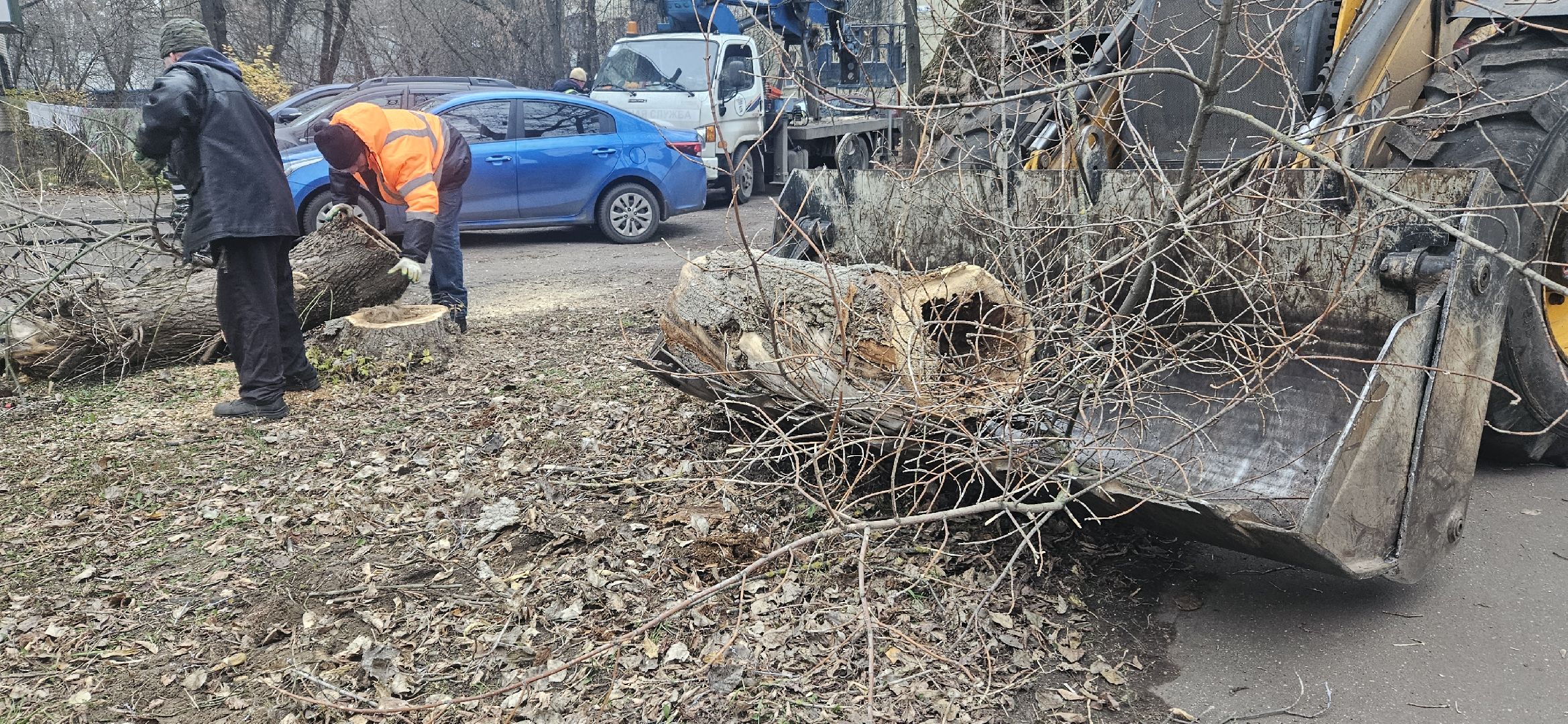 коммунальное хозяйство, аварийные деревья, жуковский,