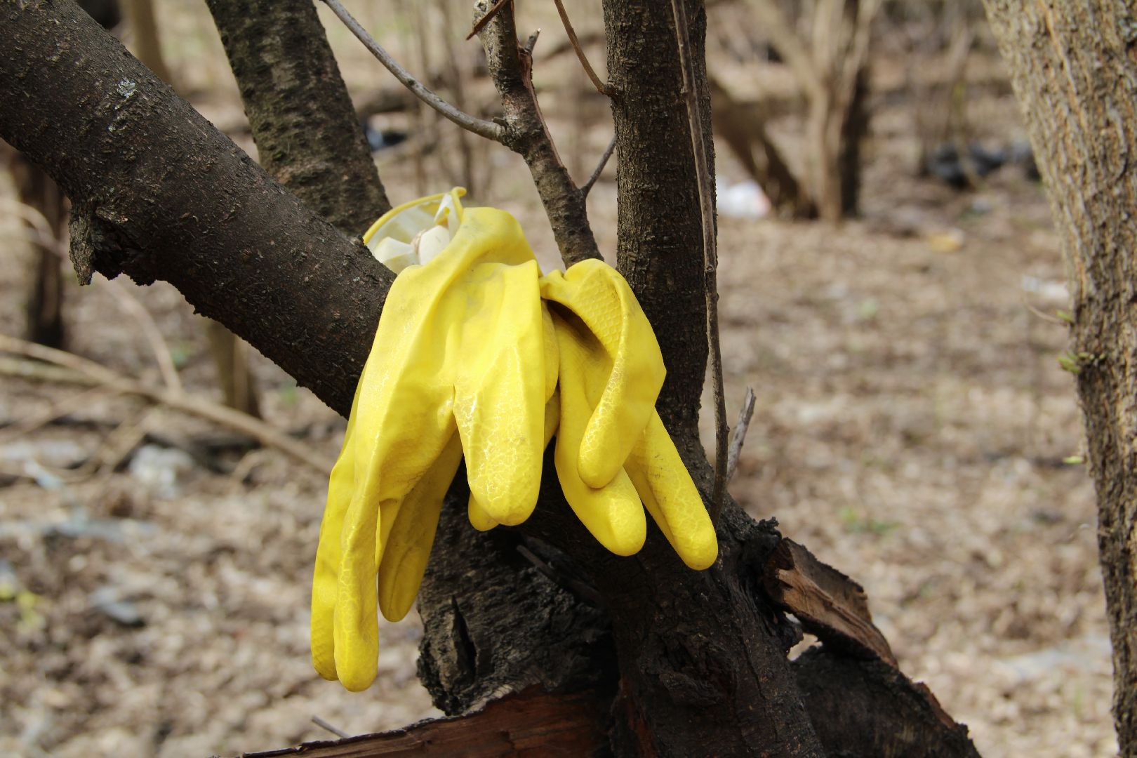 Субботник, РГГУ, Домодедово, экология