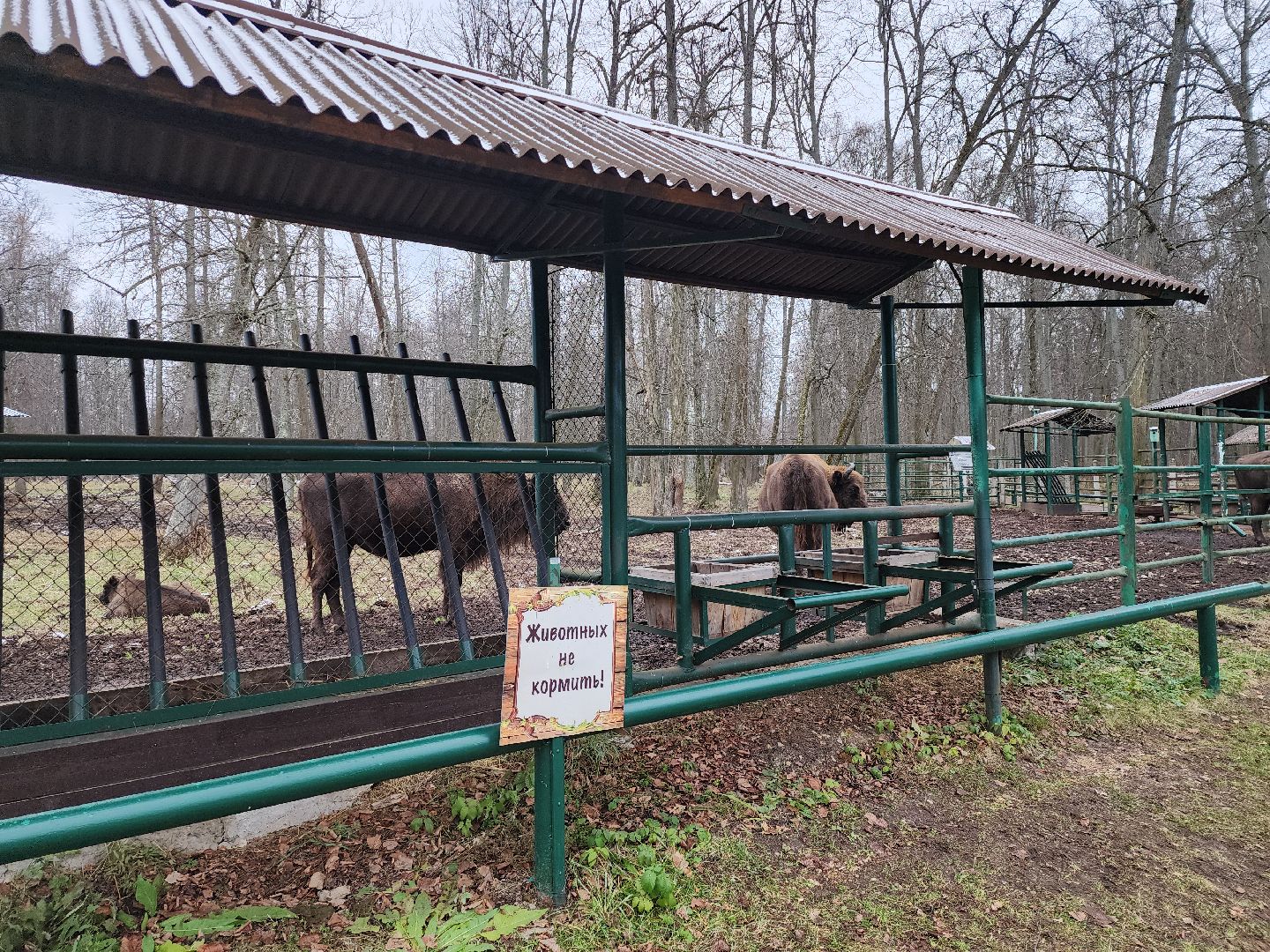 серпухов, подмосковье, зубры, усыновить зубра, центральный зубровый питомник,приокско-террасный заповедник,