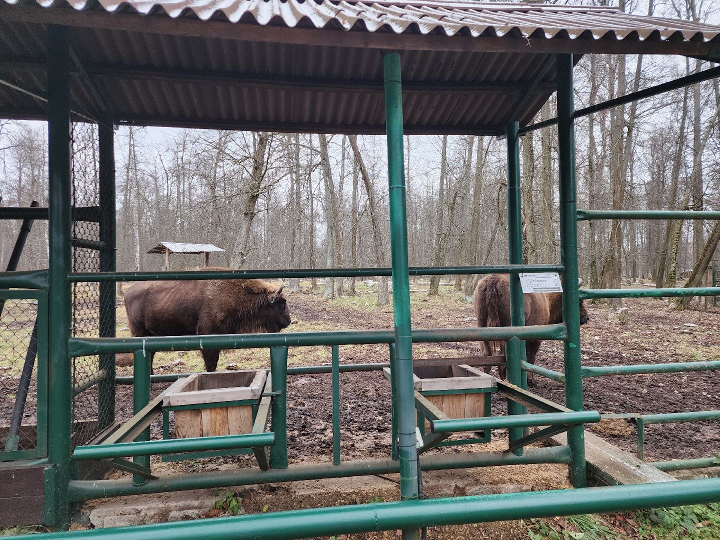 серпухов, подмосковье, зубры, усыновить зубра, центральный зубровый питомник,приокско-террасный заповедник,