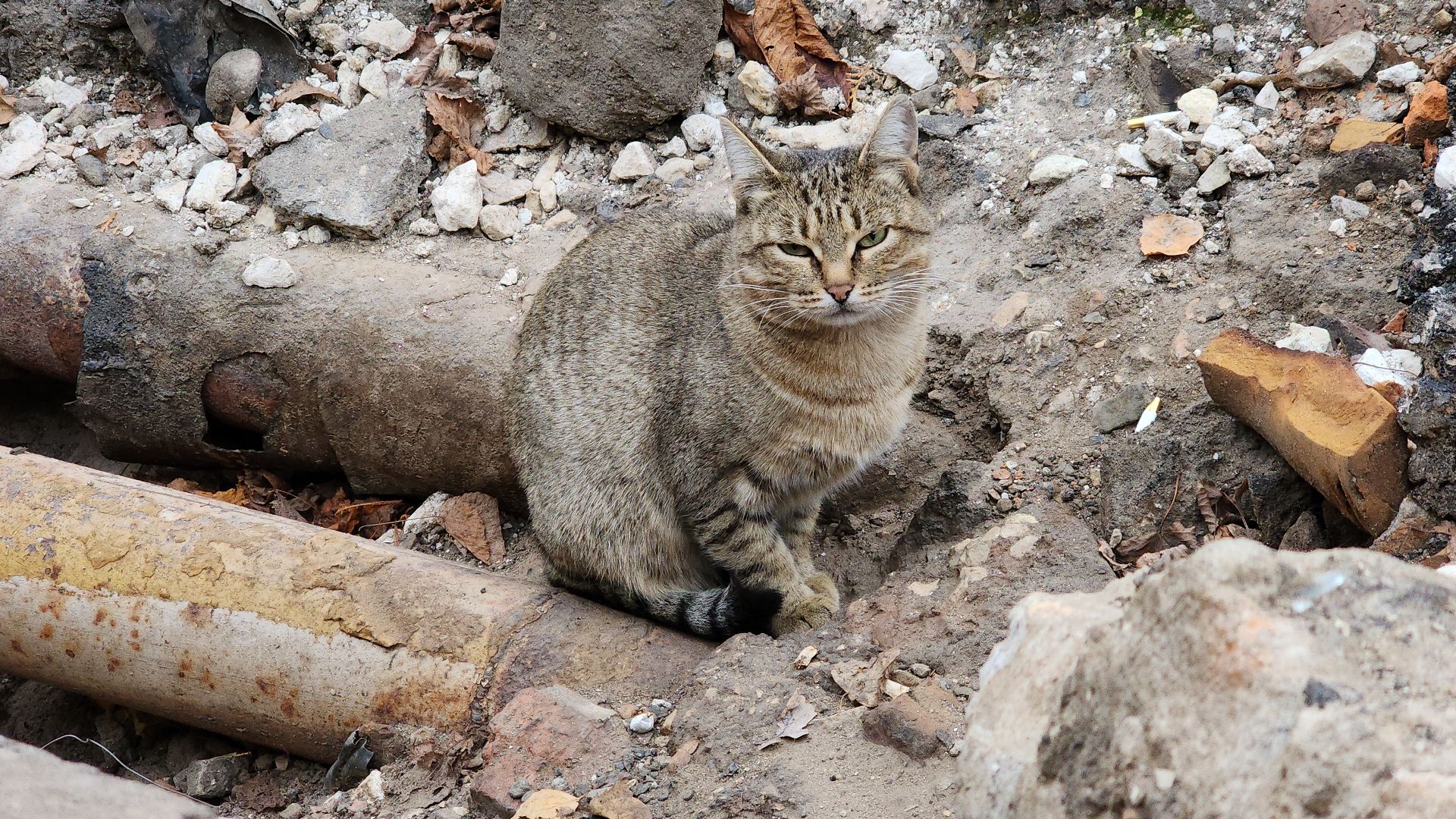 электросталь, жители города, обращения жителей, коммунальная служба, дворники, коммунальщики, жкх, жкх подмосковья, уборка городских территорий, уборка дворов, уборка детских площадок, вертикалки