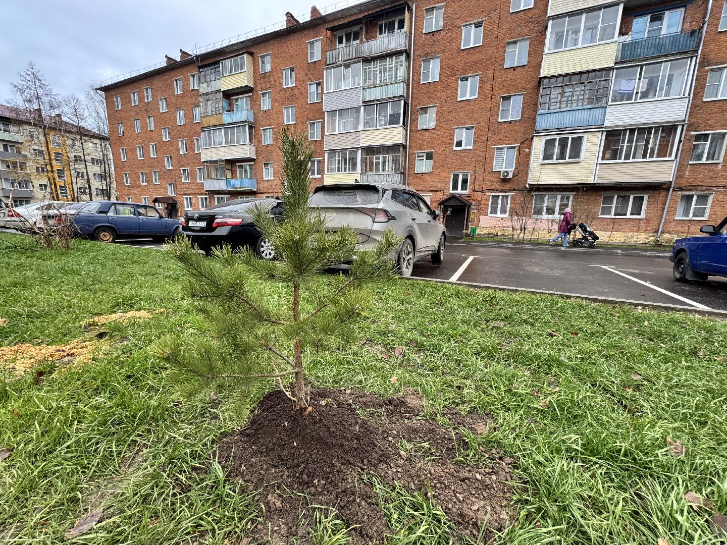 шаховская, посадка деревьев, коммунальная служба, вертикалки,