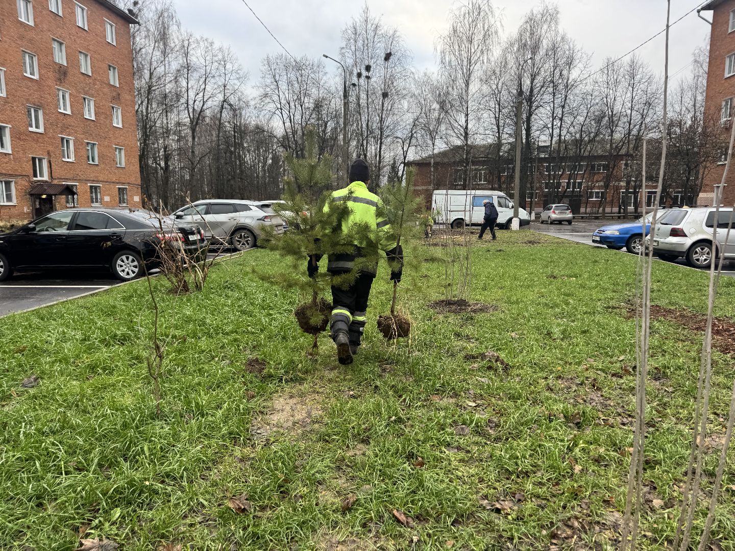 шаховская, посадка деревьев, коммунальная служба, вертикалки,
