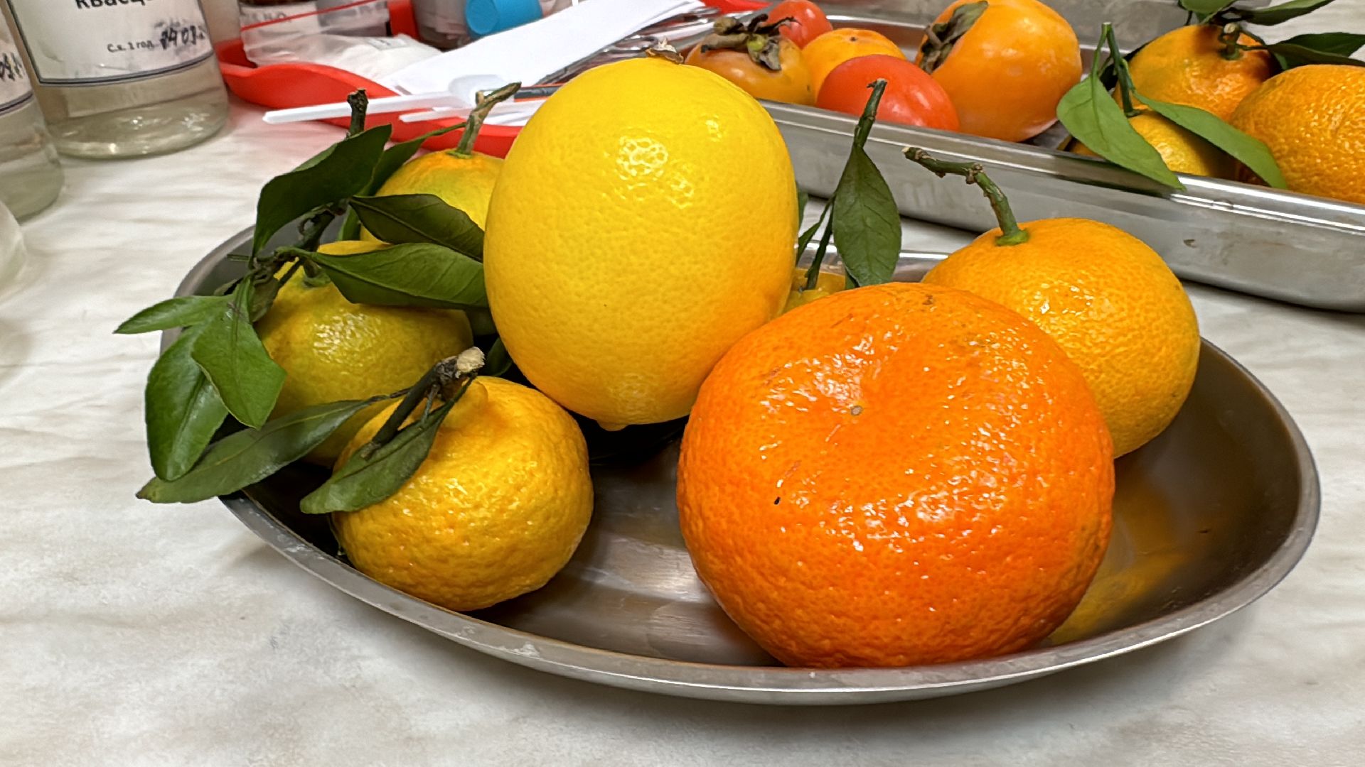 Одинцовское подворье, Проверка мандаринов, Новый год, Ветконтроль,