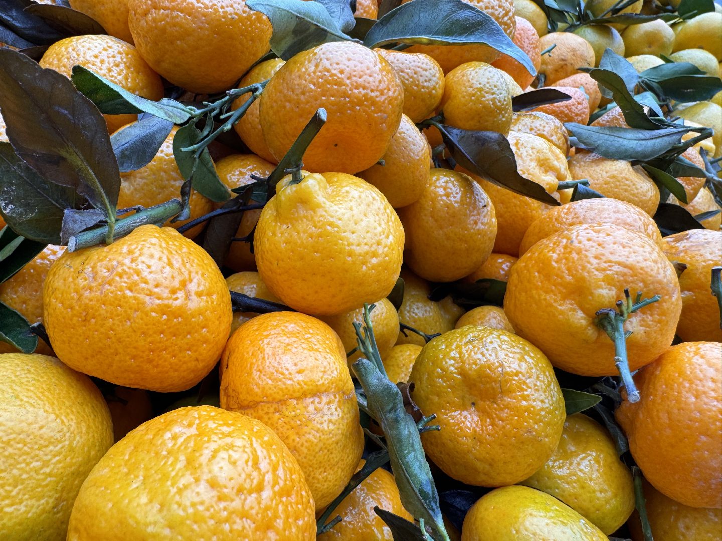 Одинцовское подворье, Проверка мандаринов, Новый год, Ветконтроль,