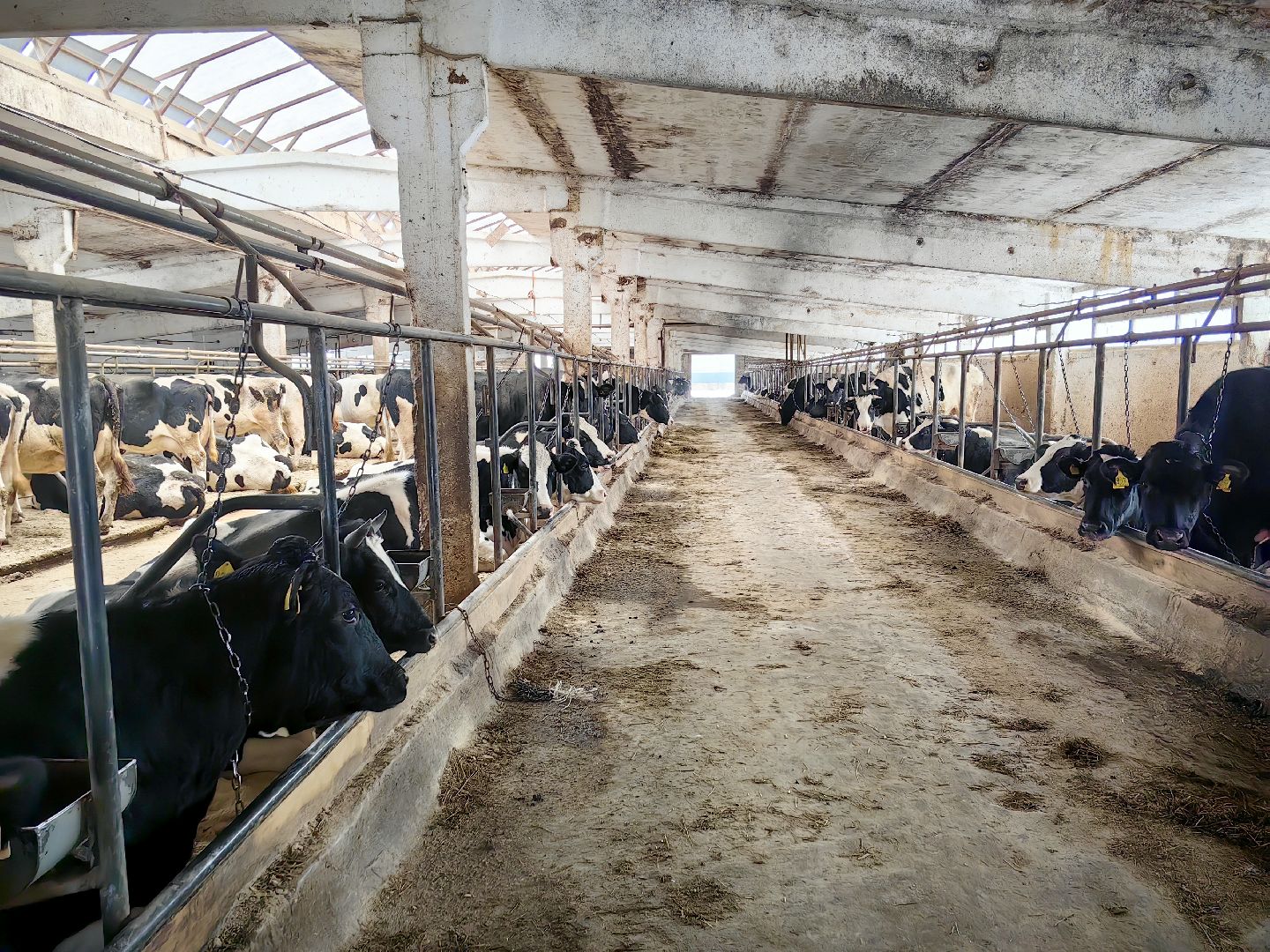 агротуризм, экскурсия, Грант, ферма, молоко, производство, коровник, делегация,