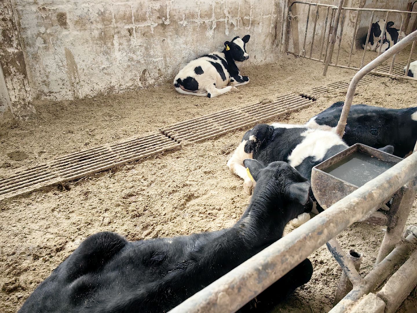 агротуризм, экскурсия, Грант, ферма, молоко, производство, коровник, делегация,