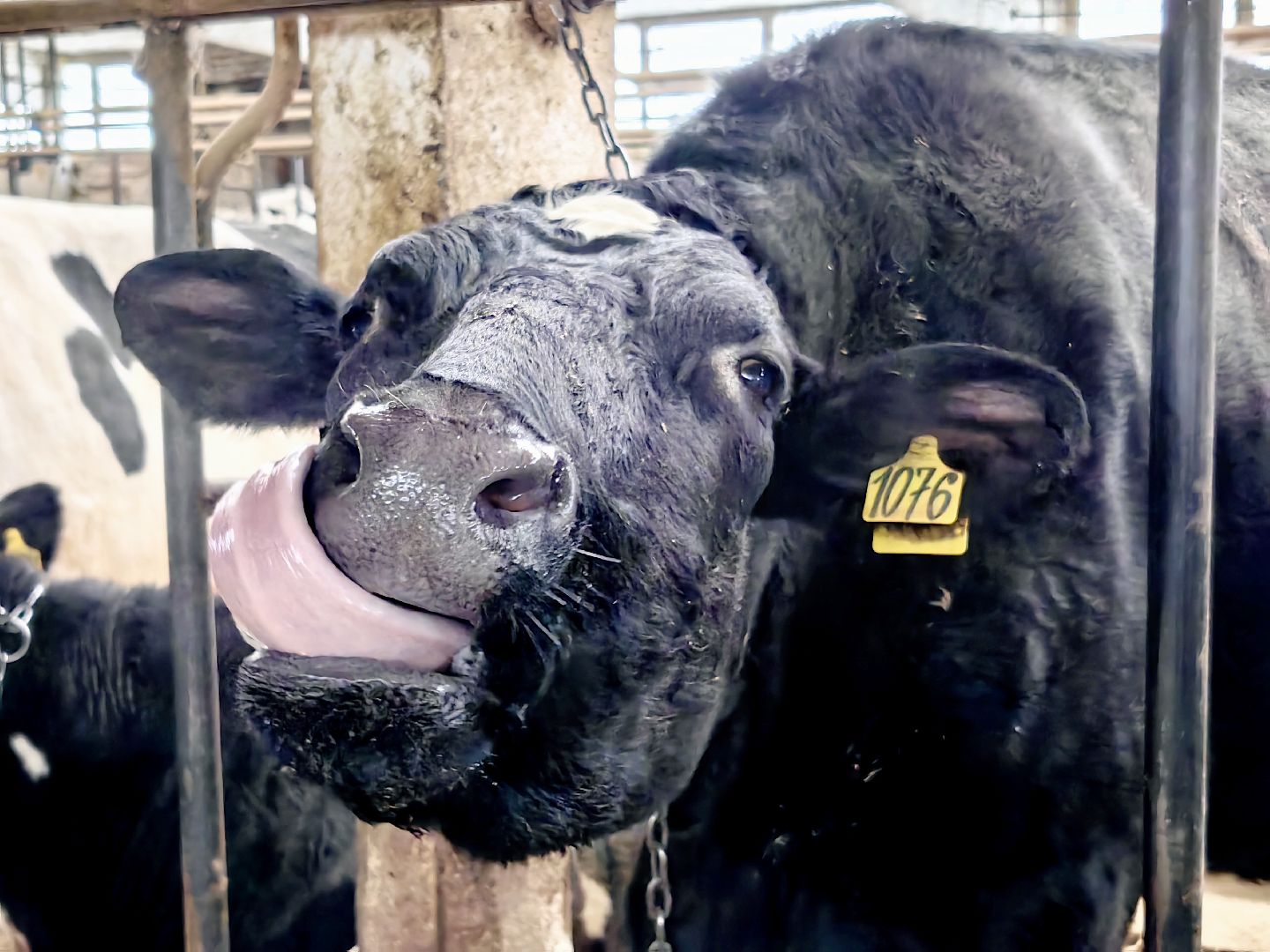 агротуризм, экскурсия, Грант, ферма, молоко, производство, коровник, делегация,