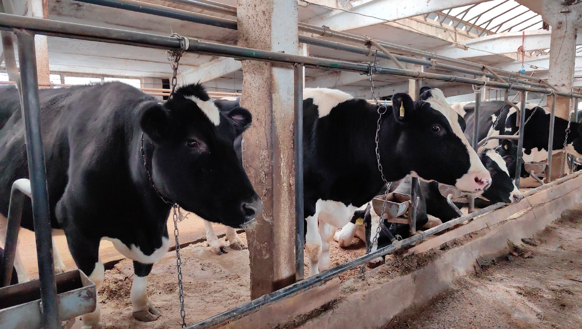 агротуризм, экскурсия, Грант, ферма, молоко, производство, коровник, делегация,