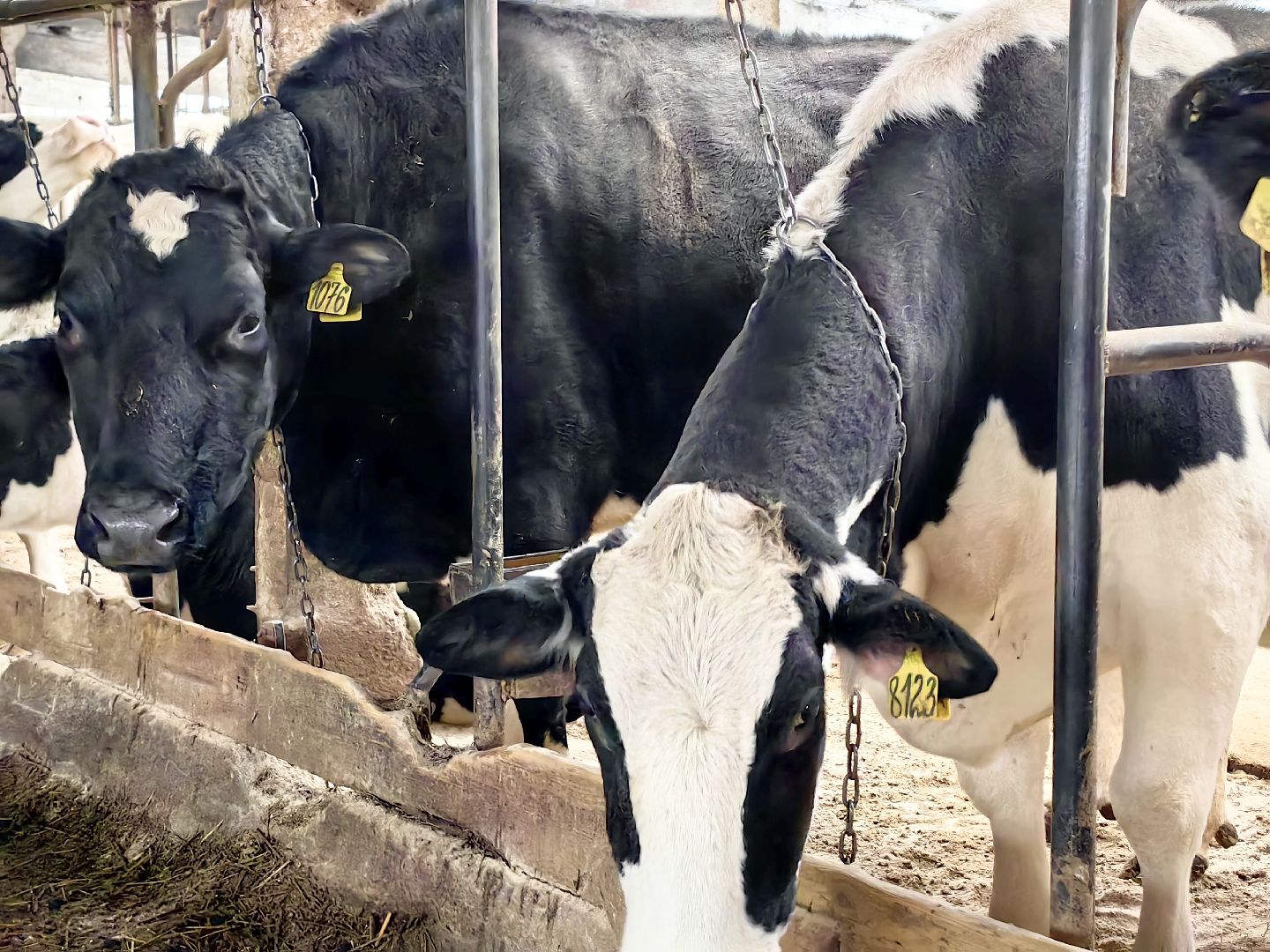 агротуризм, экскурсия, Грант, ферма, молоко, производство, коровник, делегация,