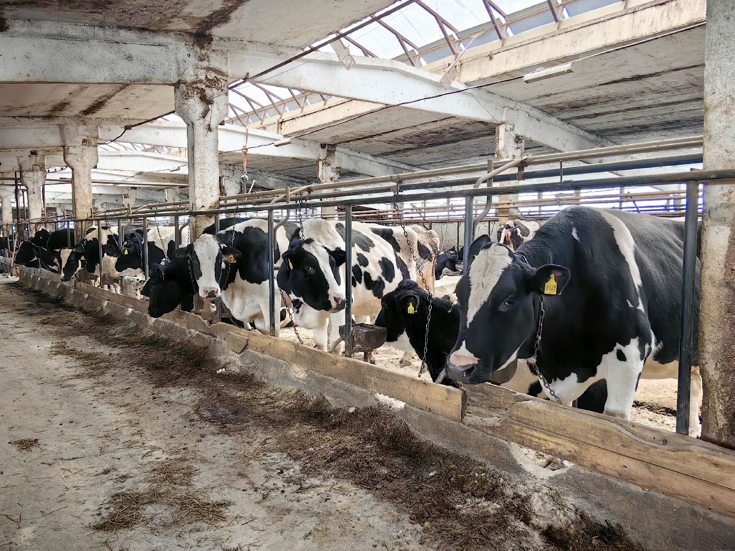 агротуризм, экскурсия, Грант, ферма, молоко, производство, коровник, делегация,