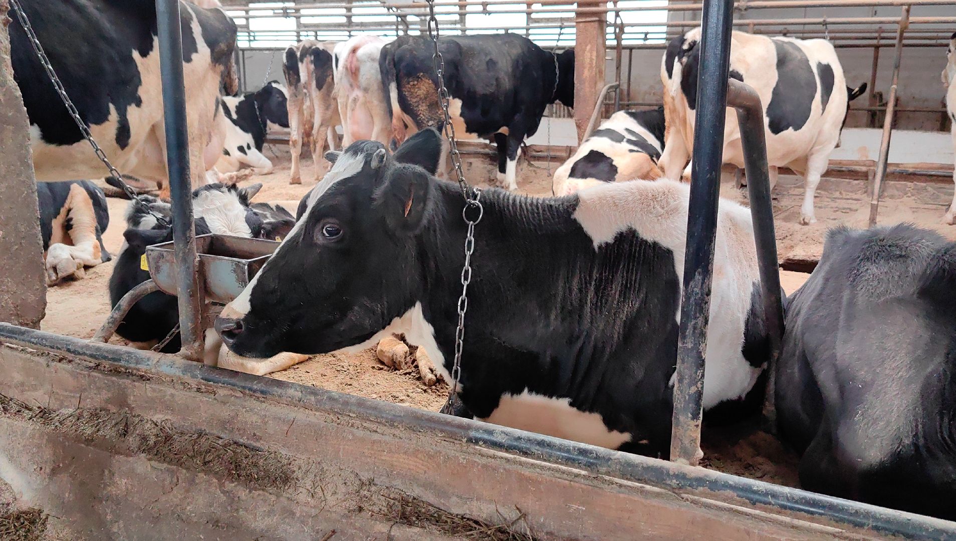 агротуризм, экскурсия, Грант, ферма, молоко, производство, коровник, делегация,