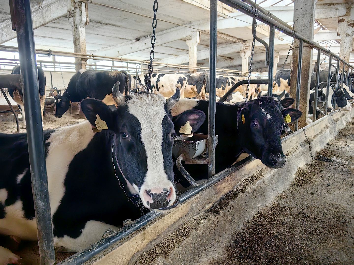 агротуризм, экскурсия, Грант, ферма, молоко, производство, коровник, делегация,