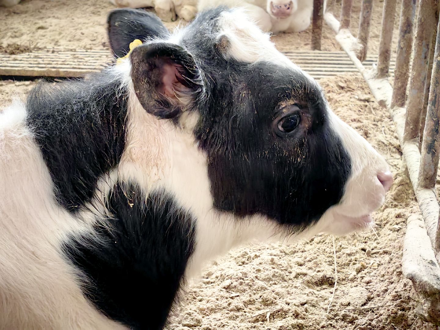 агротуризм, экскурсия, Грант, ферма, молоко, производство, коровник, делегация,