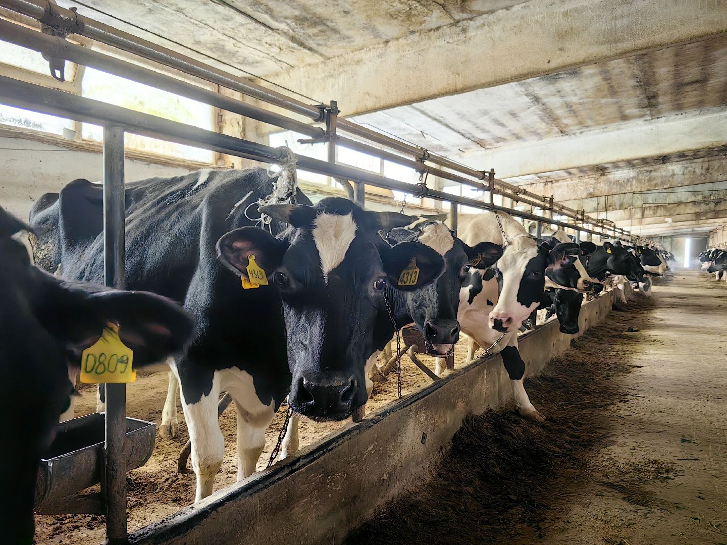 агротуризм, экскурсия, Грант, ферма, молоко, производство, коровник, делегация,