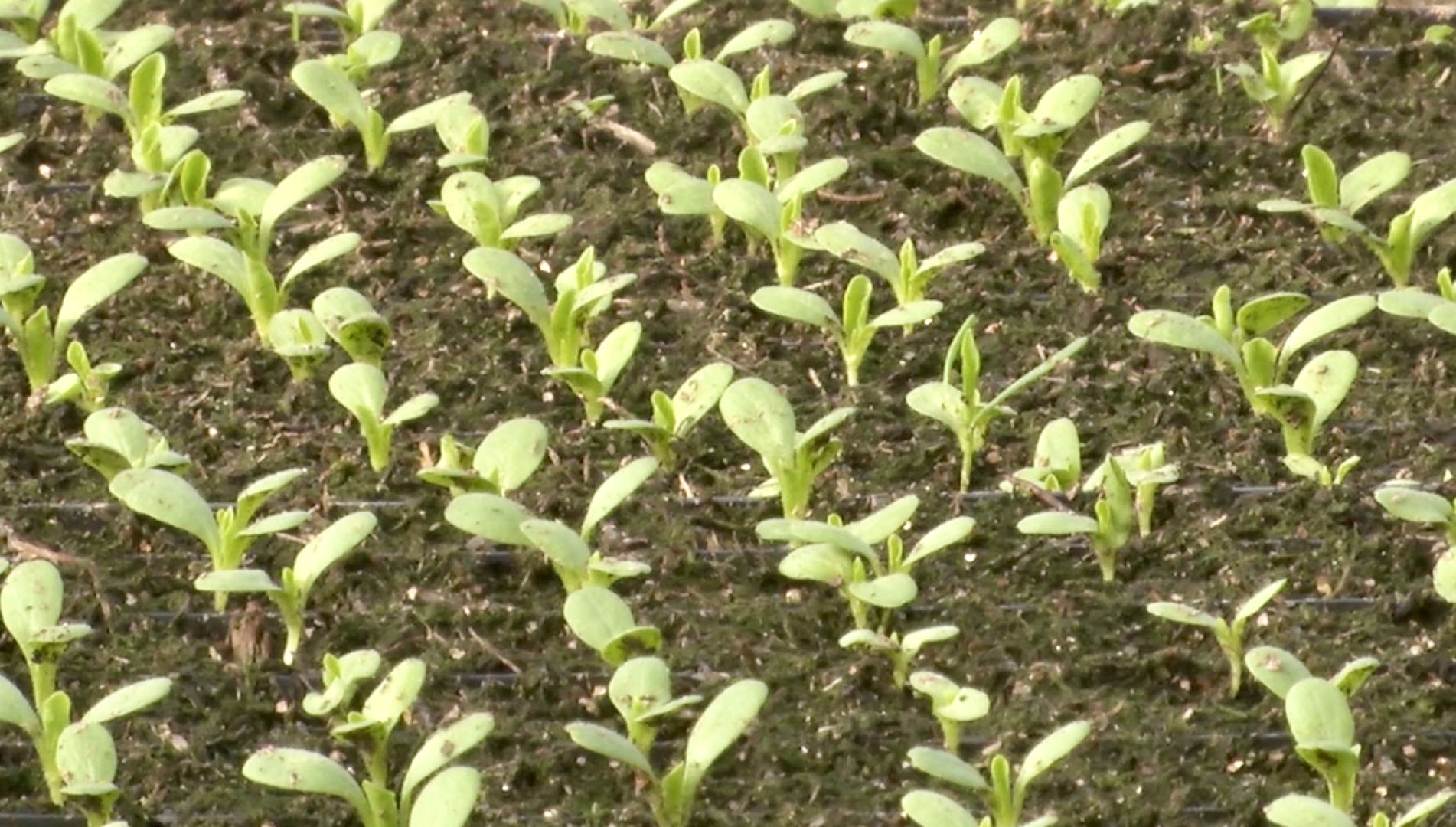 Клин, экономика, сельское хозяйство, фермеры