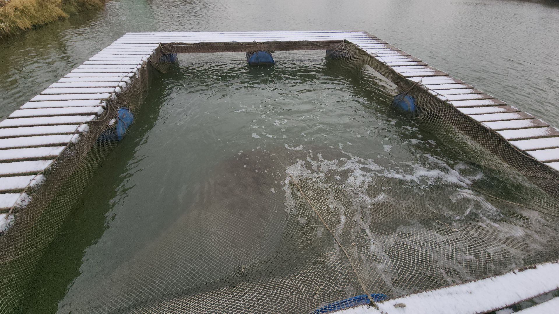 рыбалка, платник, форель, рыбаки,