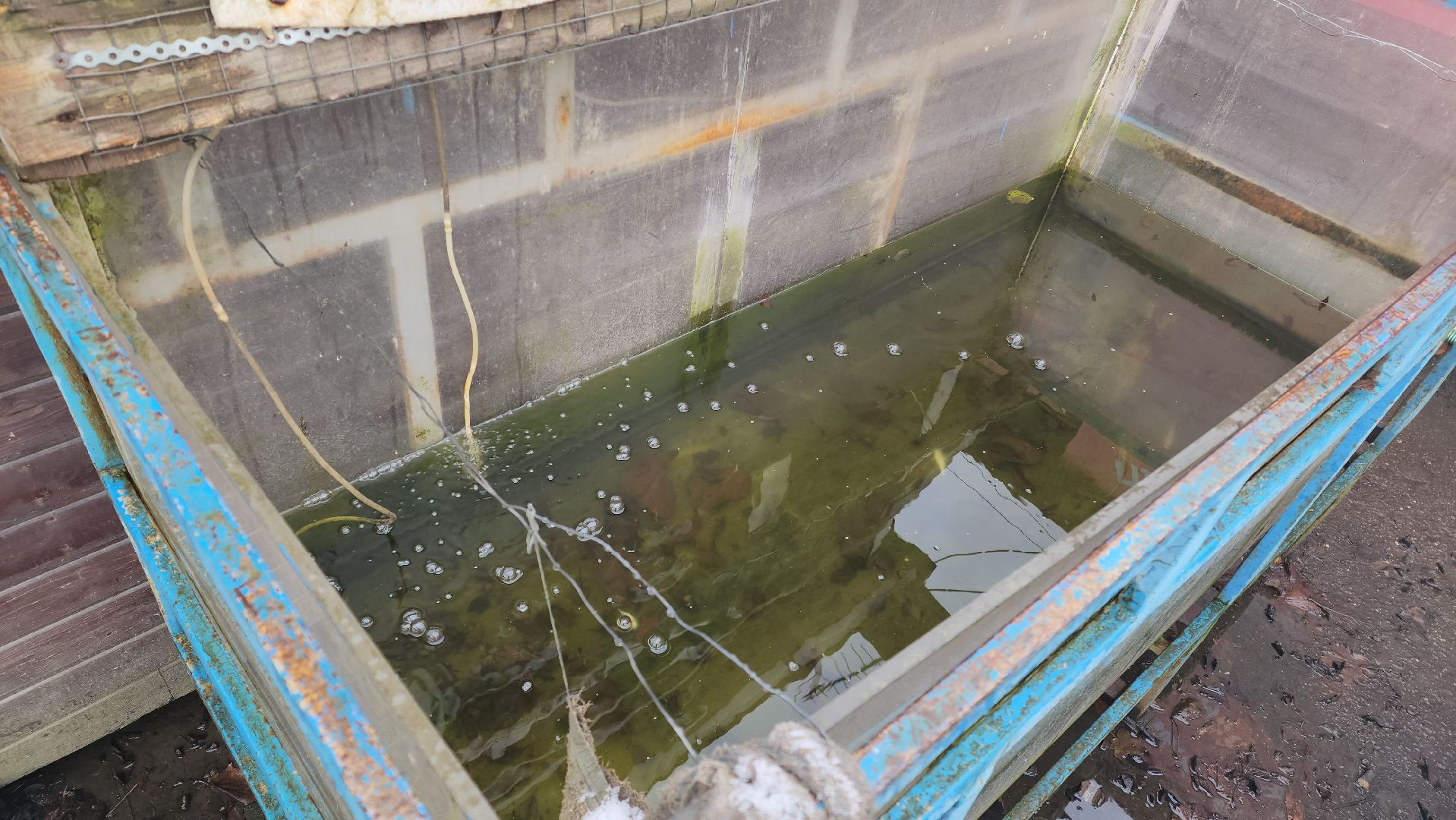 рыбалка, платник, форель, рыбаки,