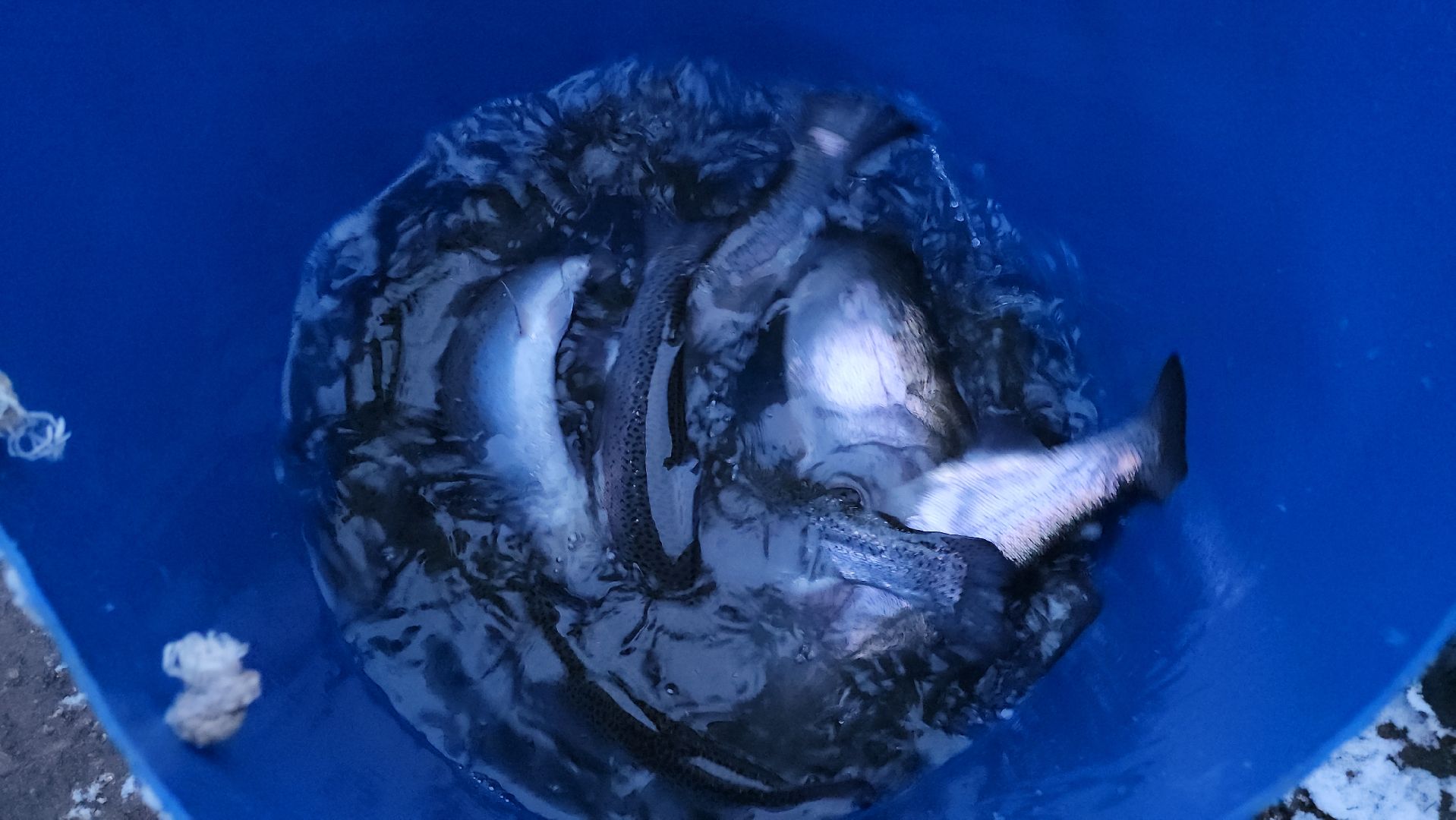 Рыба, рыбалка, платная рыбалка, Фишка, Рыболовный клуб, Руза, рузский городской округ,