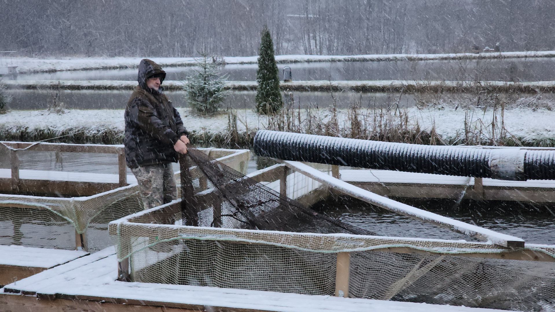 Рыба, рыбалка, платная рыбалка, Фишка, Рыболовный клуб, Руза, рузский городской округ,