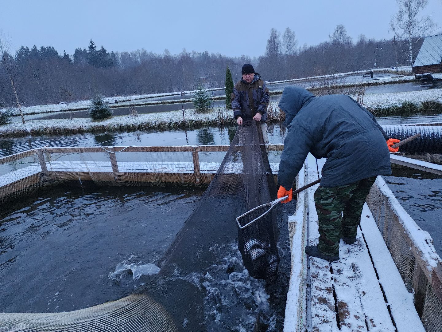 Рыба, рыбалка, платная рыбалка, Фишка, Рыболовный клуб, Руза, рузский городской округ,